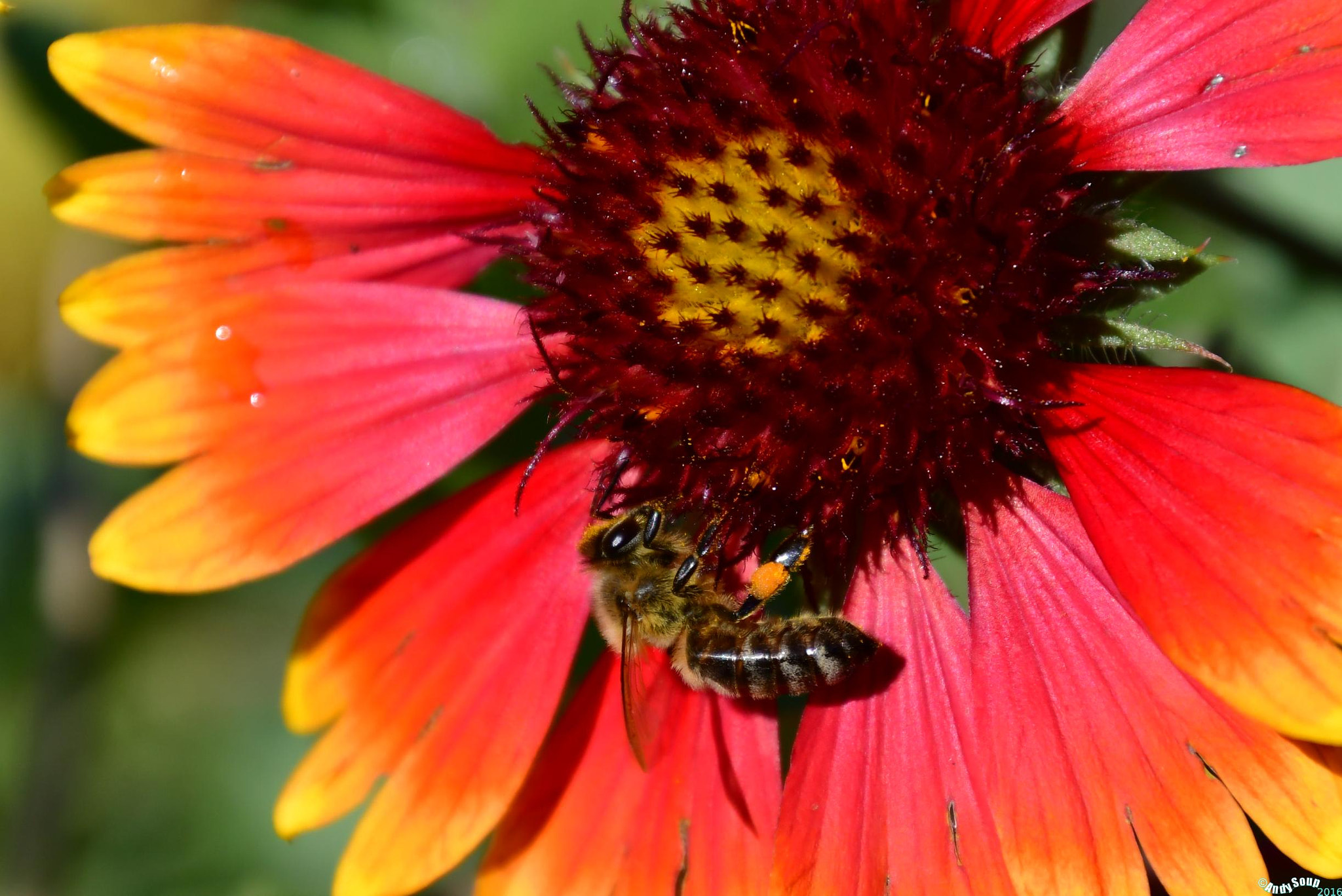 Nikon D500 sample photo. Bzzzz photography
