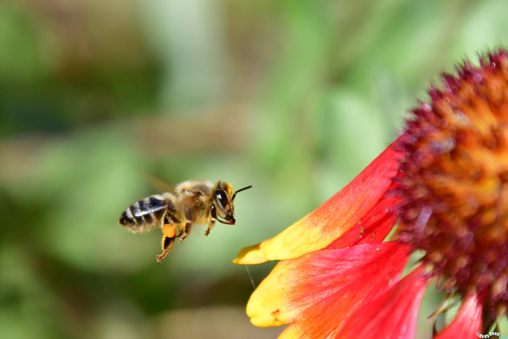 Nikon D500 sample photo. Bzzzz photography
