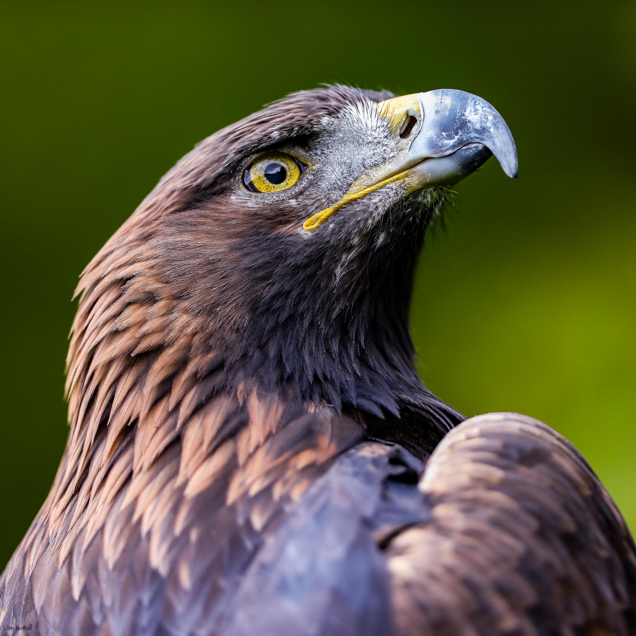 Canon EF 300mm F2.8L IS II USM sample photo. Bold photography