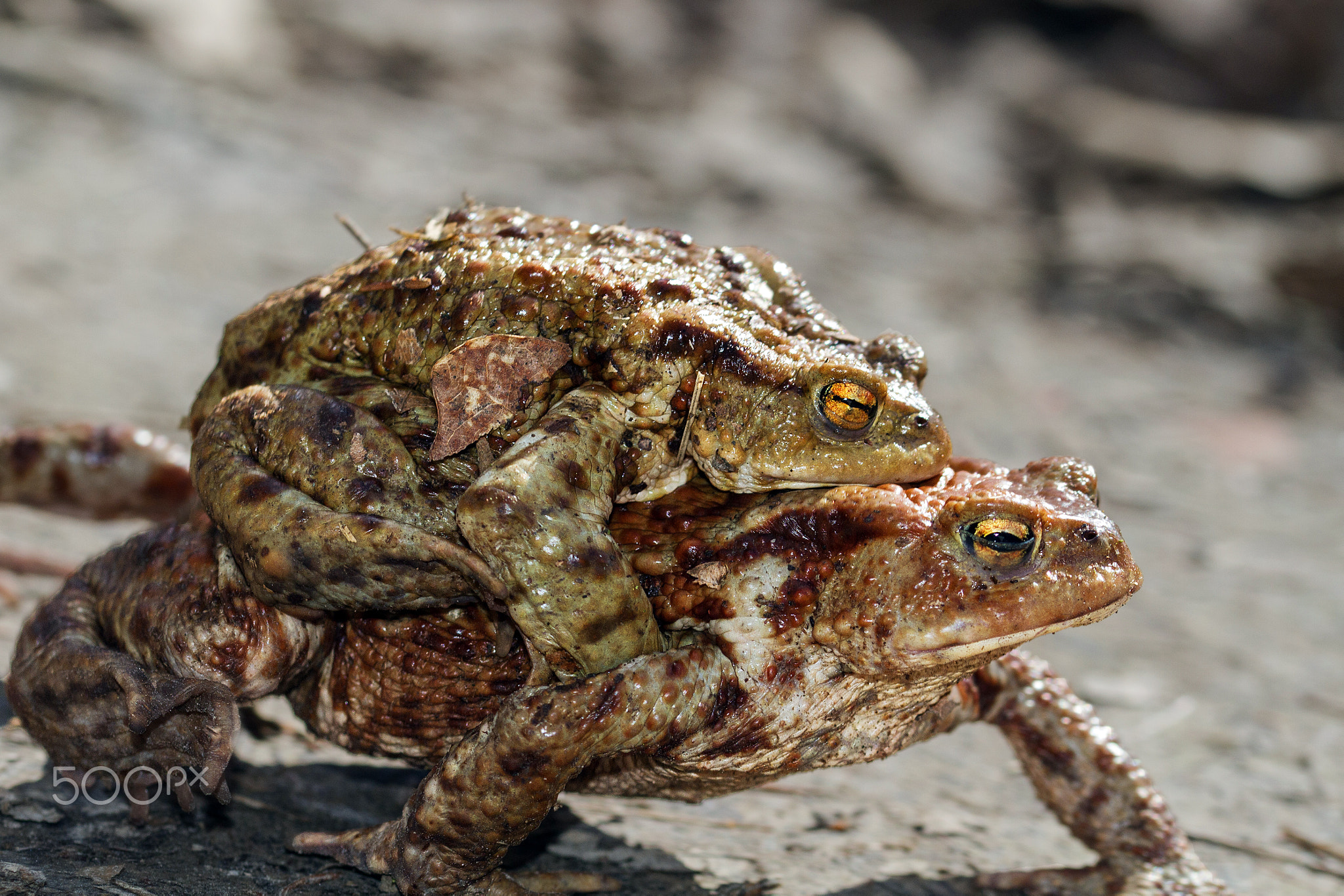 Toads are connected
