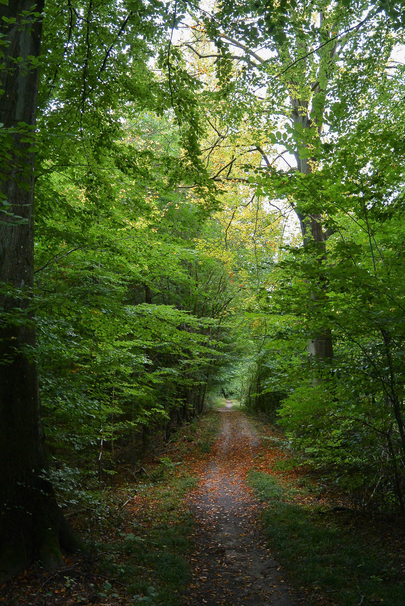 Nikon 1 Nikkor 11-27.5mm F3.5-5.6 sample photo. The path... photography