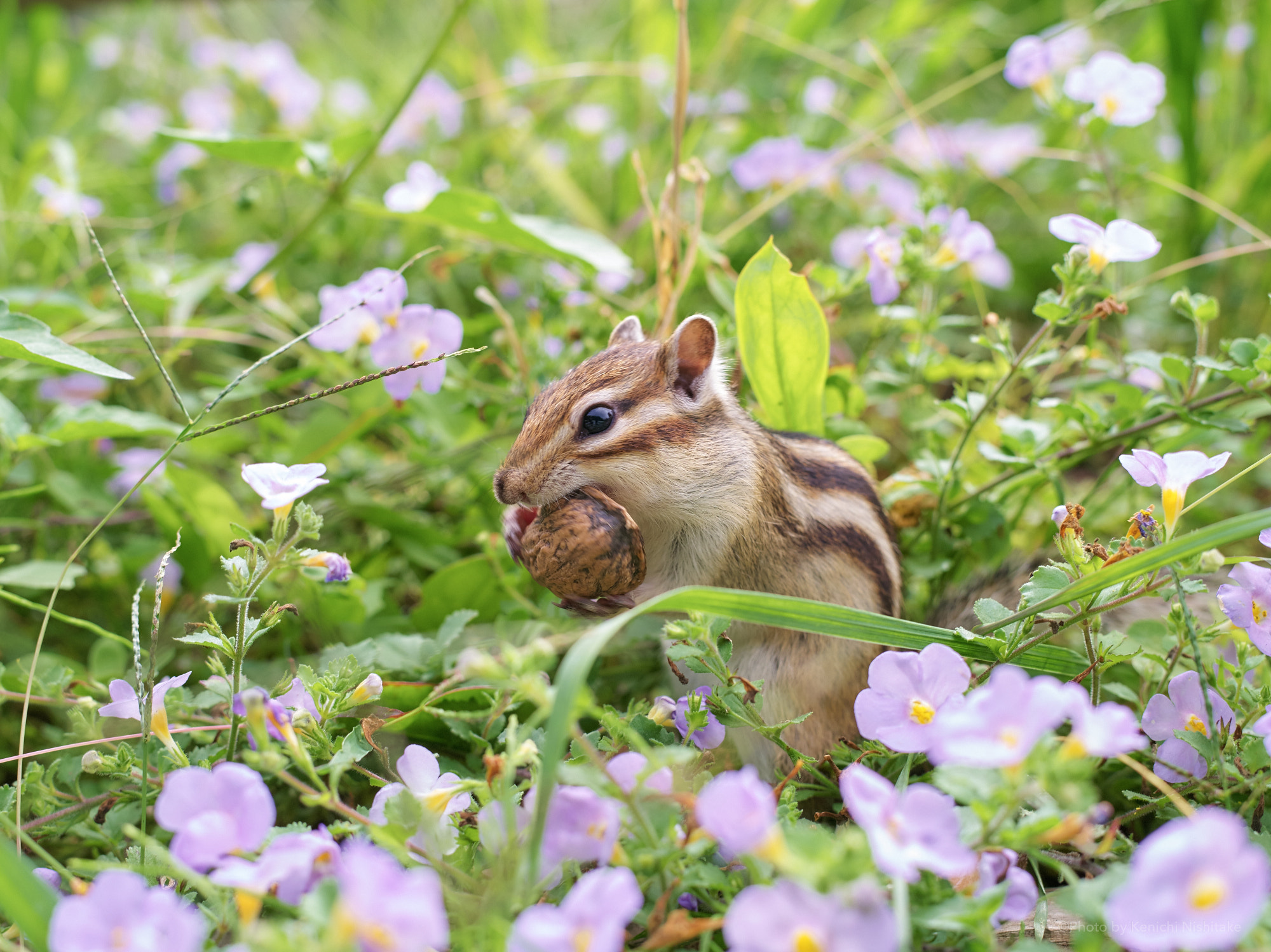 Pentax 645D sample photo. Chipmunk eating walnut photography