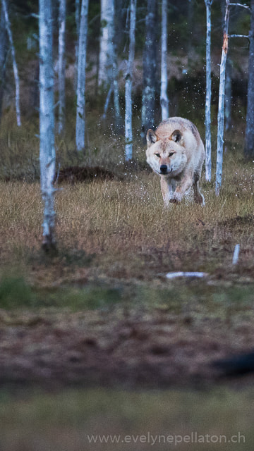Canon EF 200-400mm F4L IS USM Extender 1.4x sample photo. Louve alpha attaquant photography