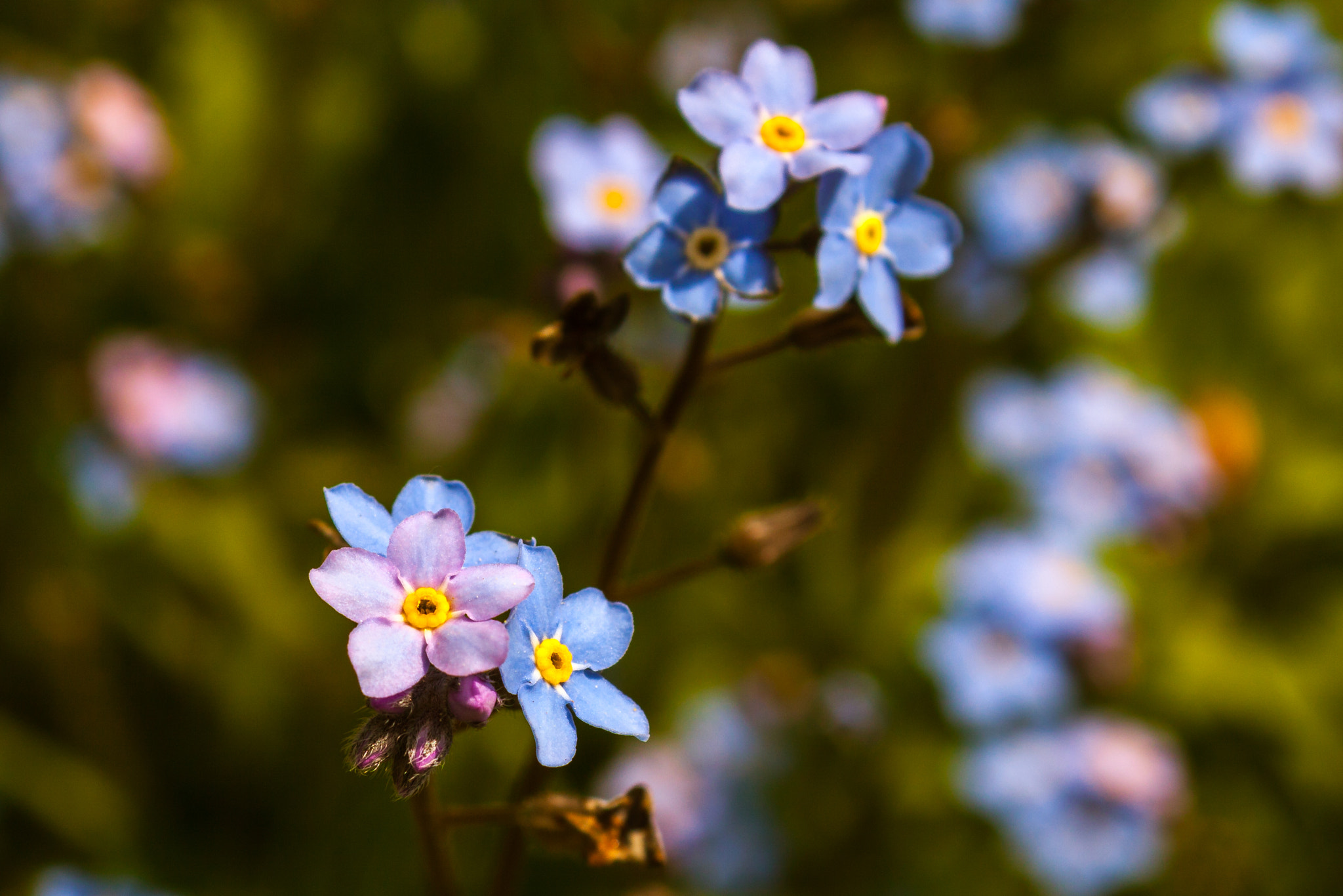 Canon EOS 50D sample photo. Some flowers photography