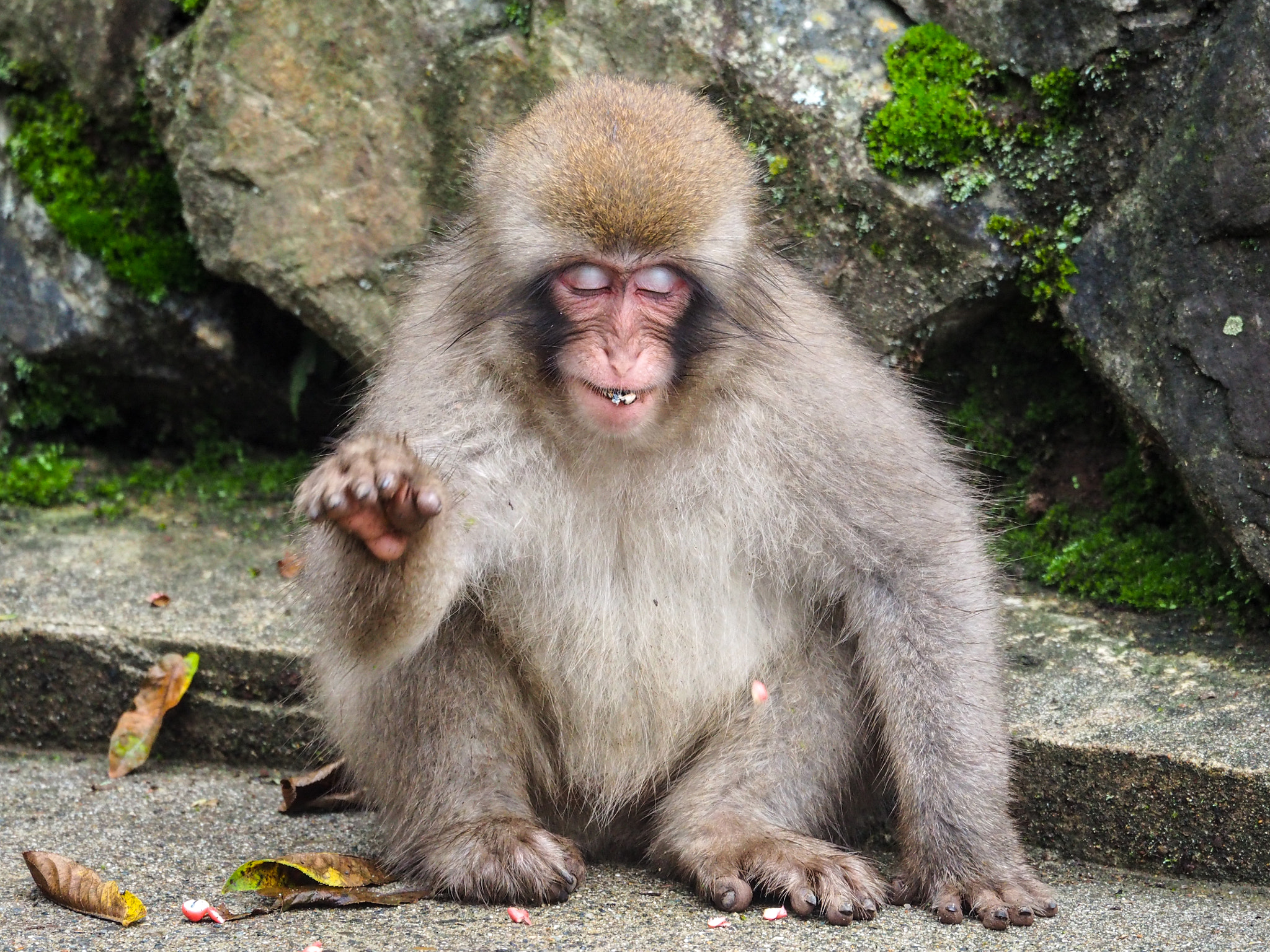 Olympus OM-D E-M5 II sample photo. Bye bye little monkey photography