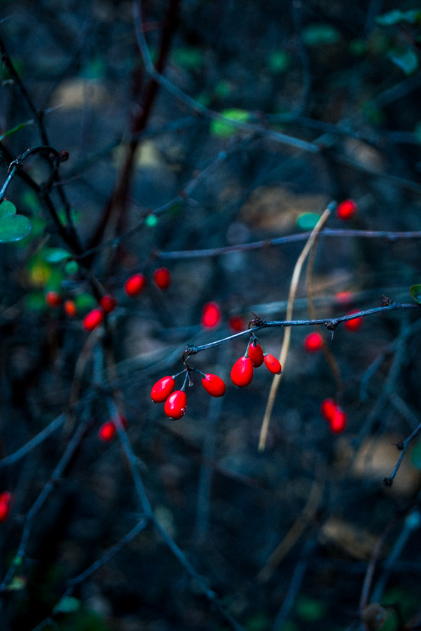 Sony Alpha DSLR-A390 + Sony DT 18-55mm F3.5-5.6 SAM sample photo. Berries iii photography