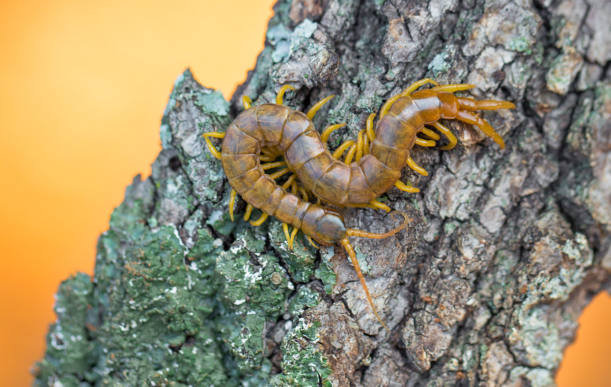 Canon EF 100mm F2.8L Macro IS USM sample photo. Scolopendra cingulata photography