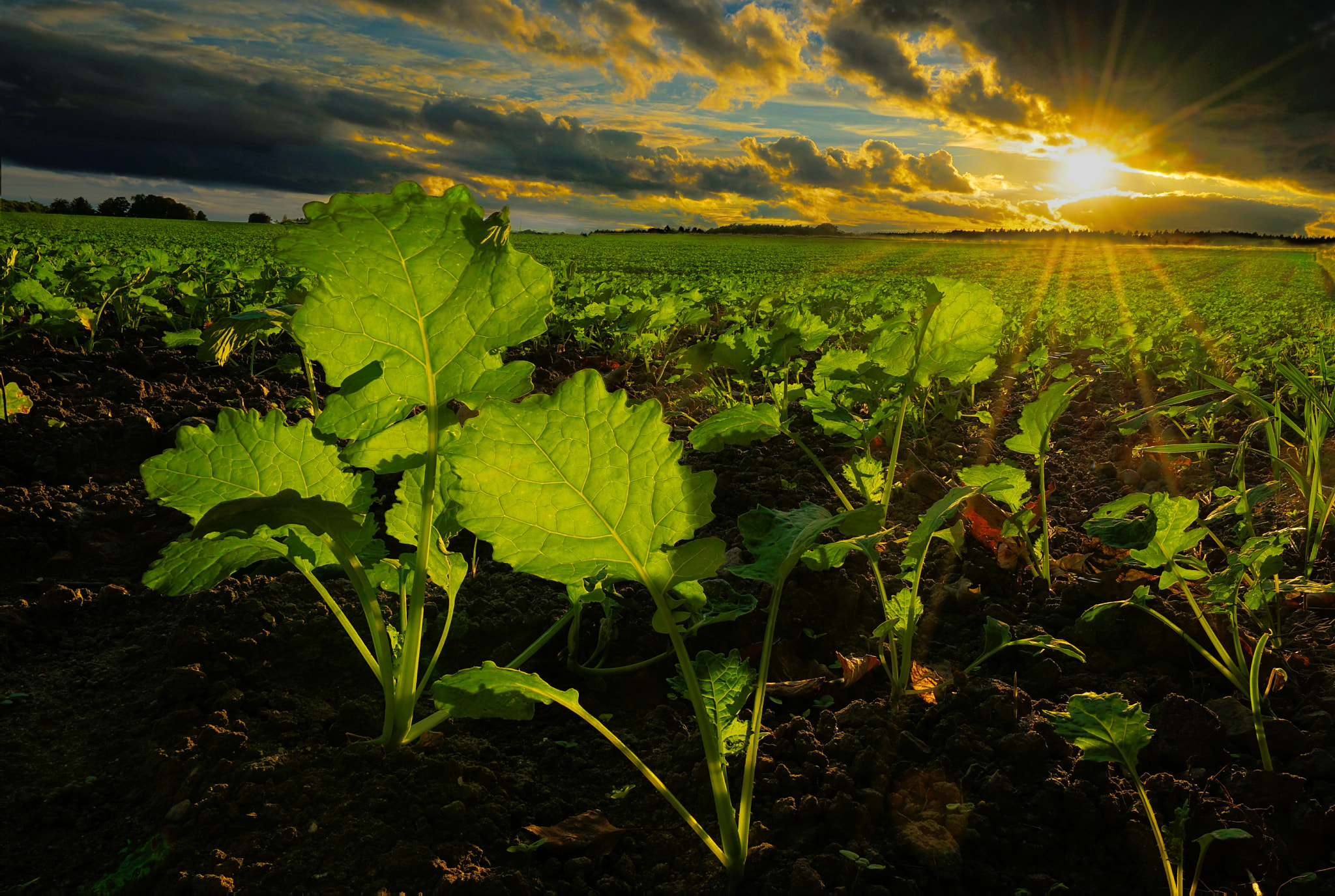 Sony a6000 + Sony Vario-Tessar T* FE 16-35mm F4 ZA OSS sample photo. Rapeseed photography