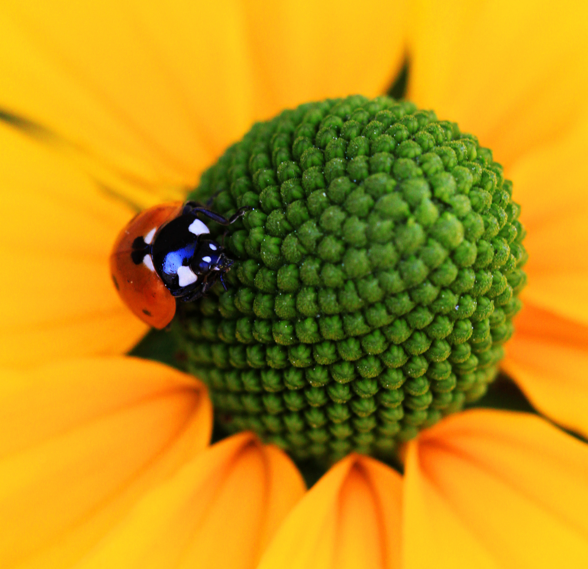 Canon EF 100mm F2.8 Macro USM sample photo. Climbing photography
