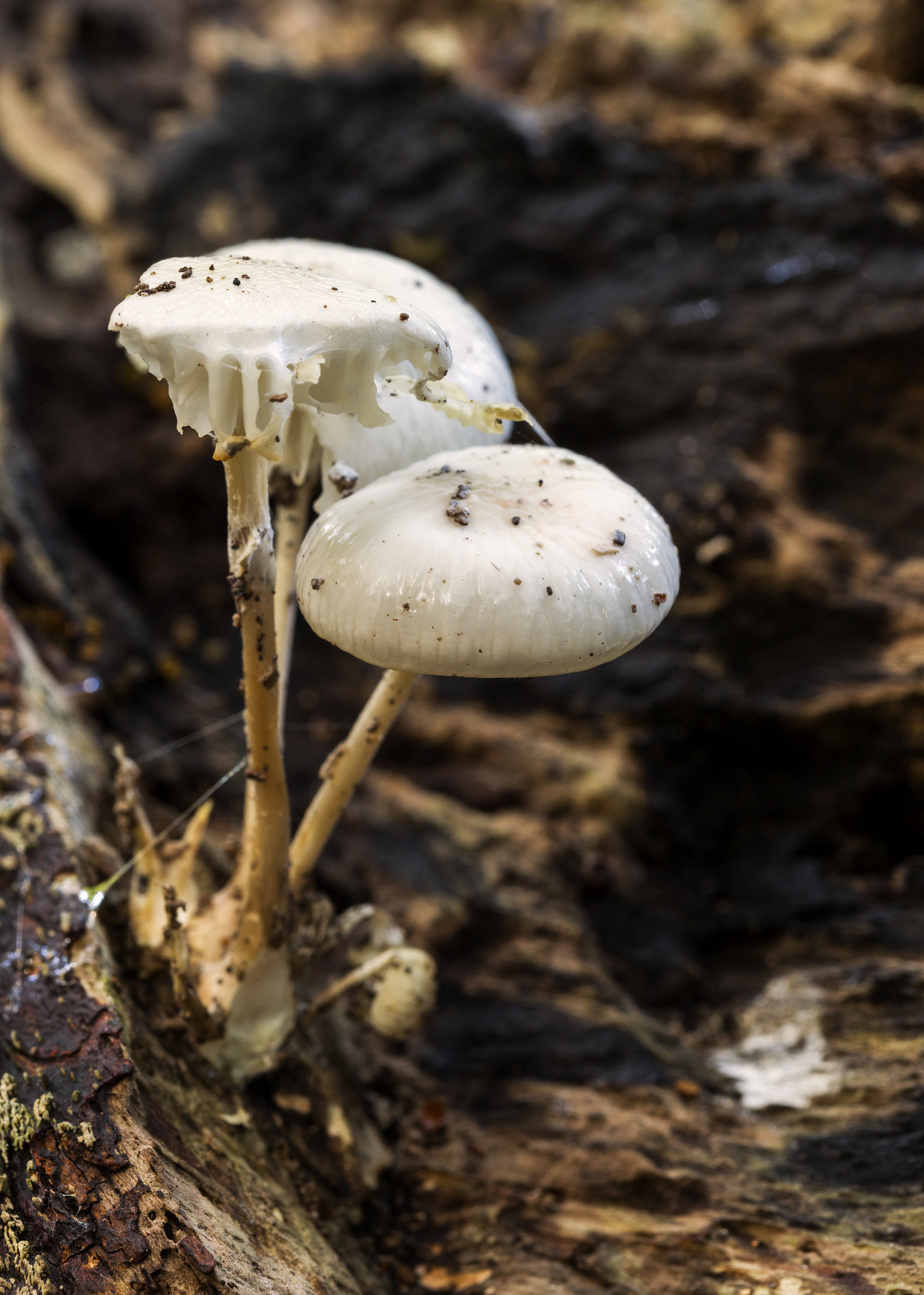 Sigma 105mm F2.8 EX DG OS HSM sample photo. Mushrooms photography