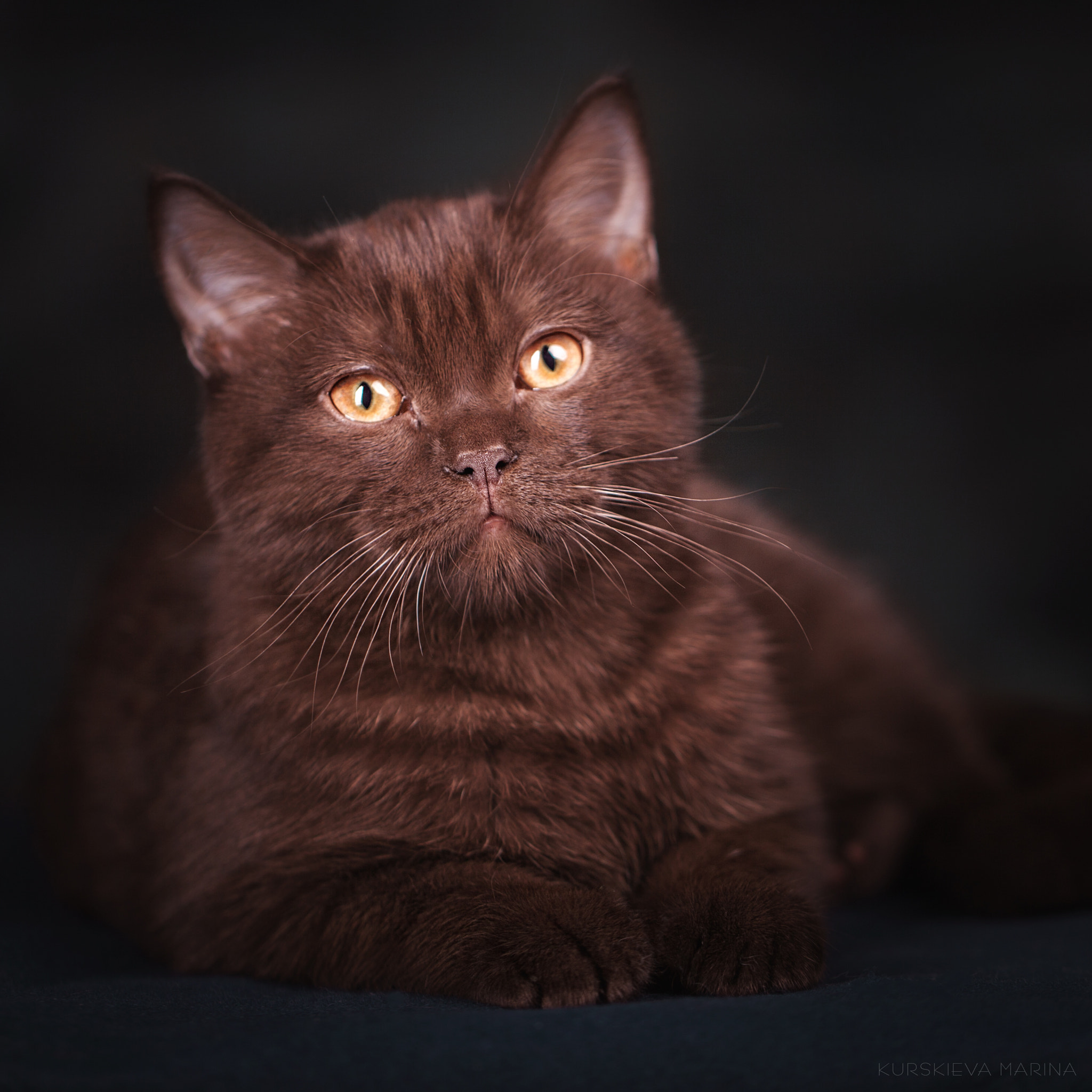 Canon EF 100mm F2.8L Macro IS USM sample photo. Nesquik photography