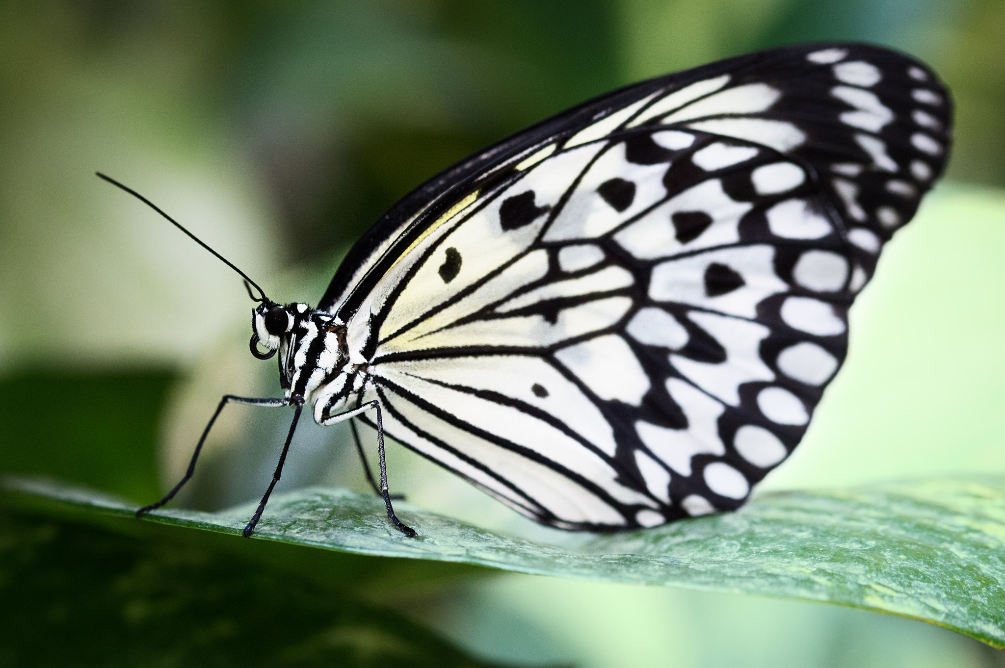Sigma 105mm F2.8 EX DG OS HSM sample photo. When i grow up, i want to be a zebra. photography
