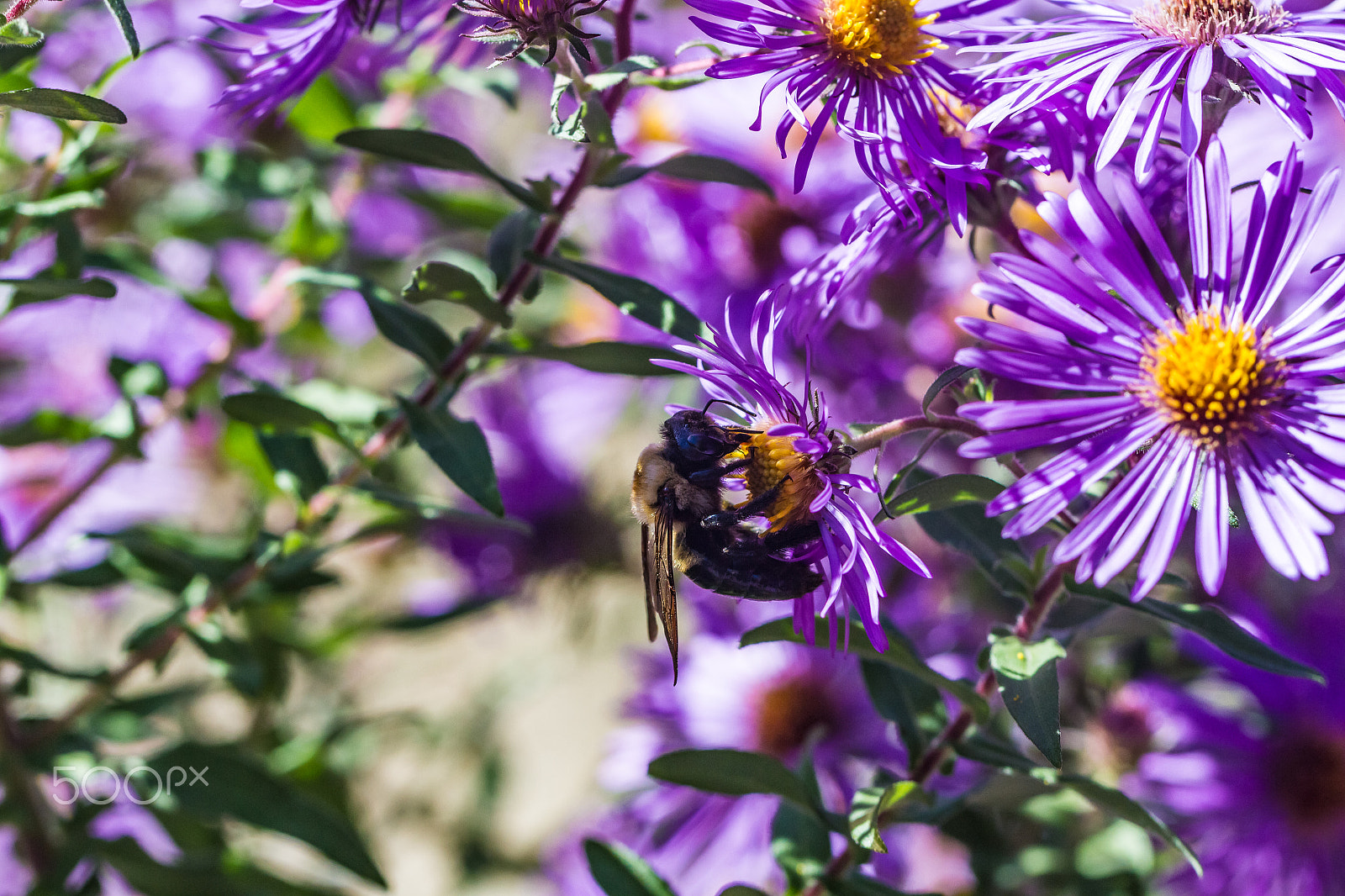 Canon EOS 7D + Canon EF 100mm F2.8L Macro IS USM sample photo. Bumblebee photography
