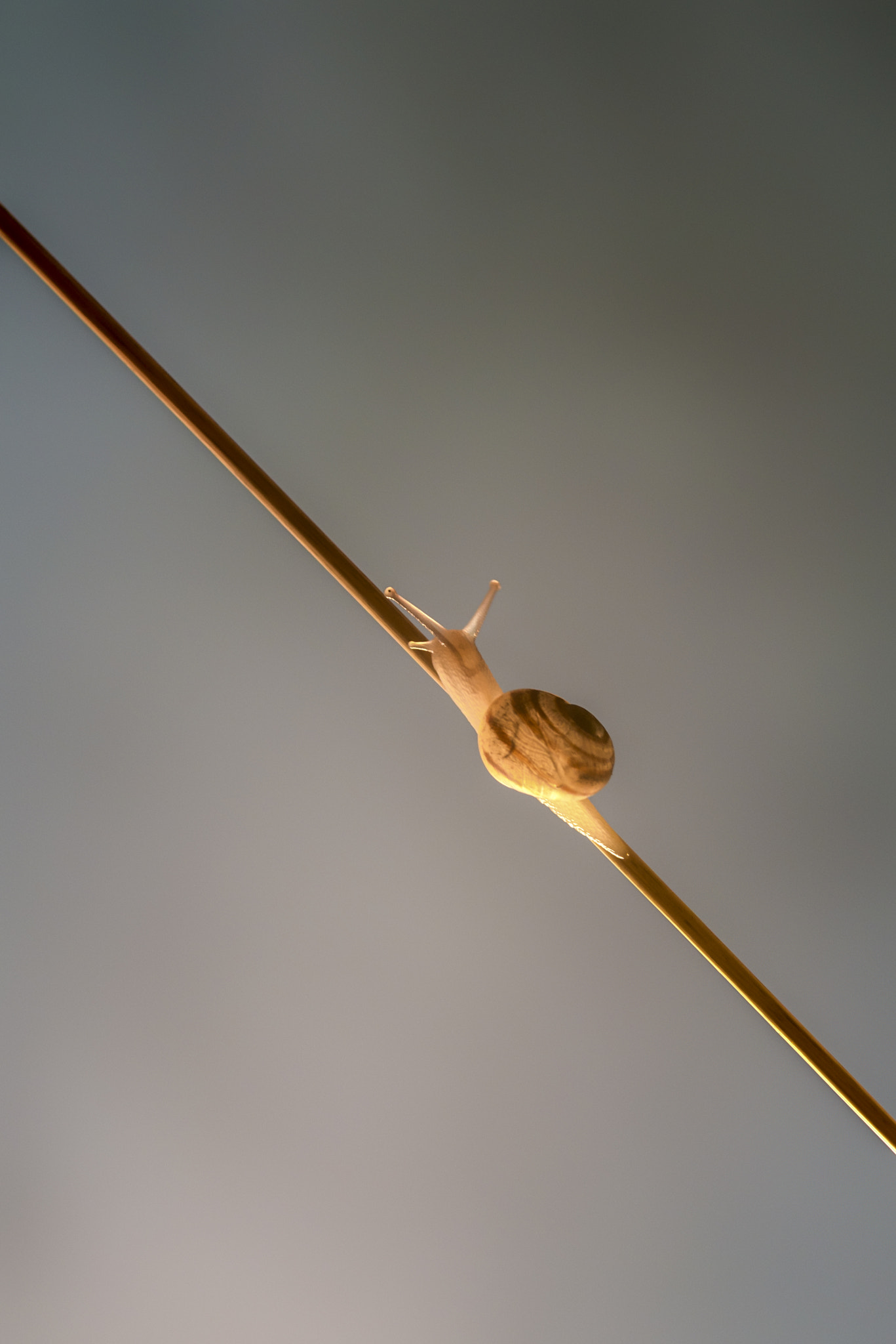 Sigma 105mm F2.8 EX DG Macro sample photo. Escargot (1) photography