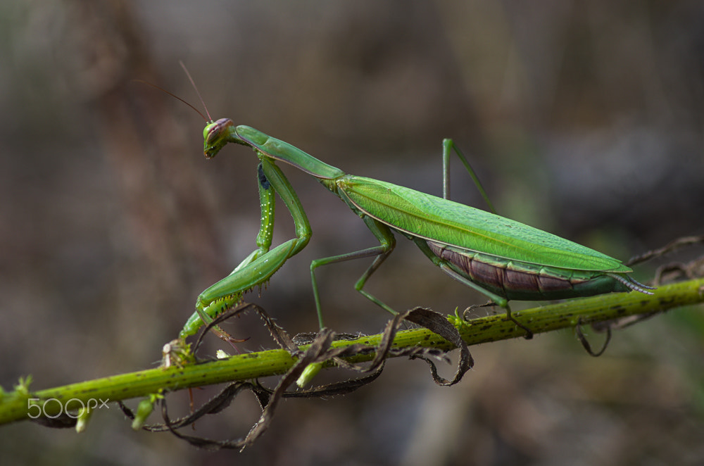 Pentax smc D-FA 100mm F2.8 Macro WR sample photo. European mantis photography