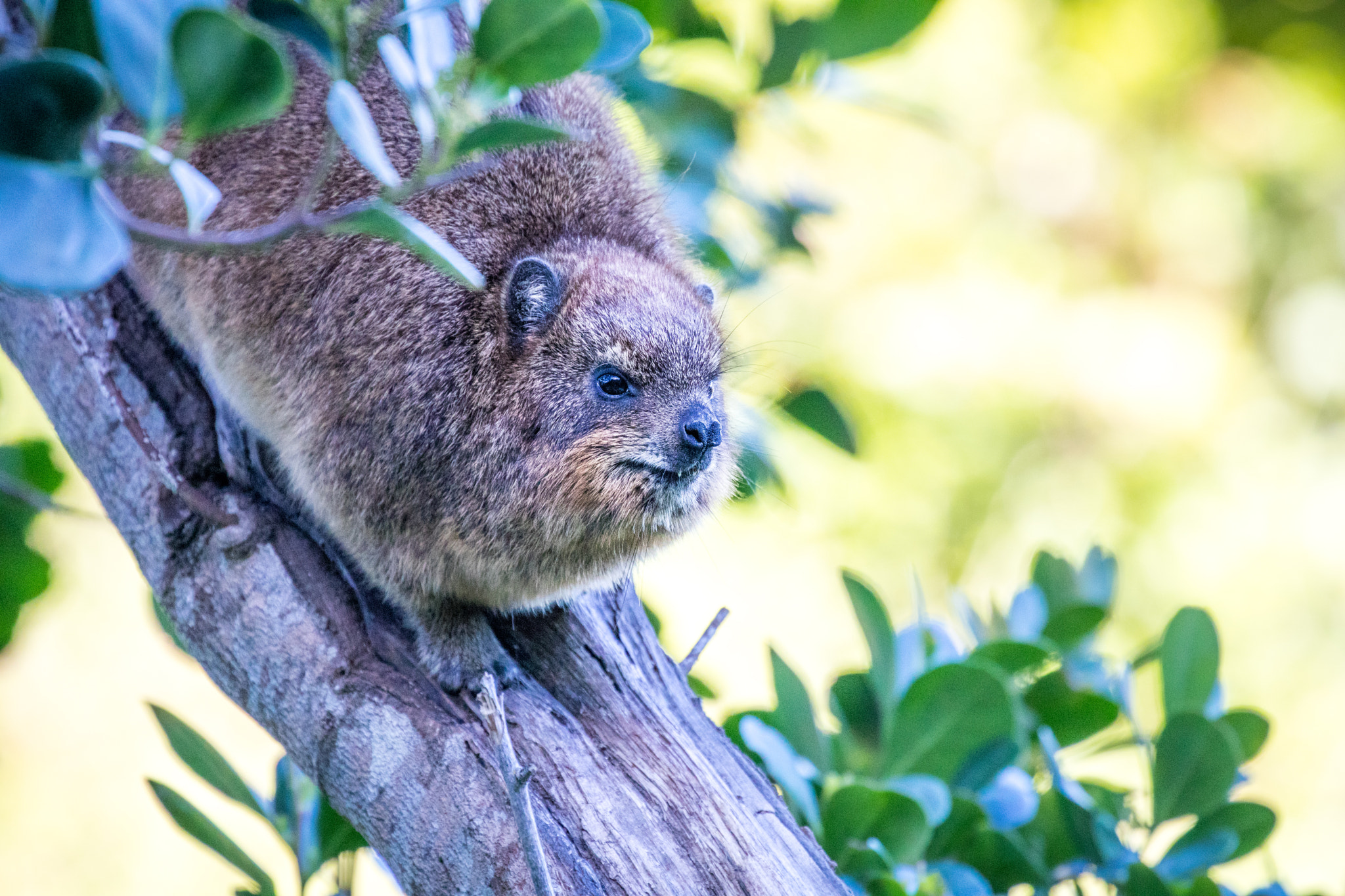 Canon EF 70-300mm F4-5.6L IS USM sample photo. Dassie photography