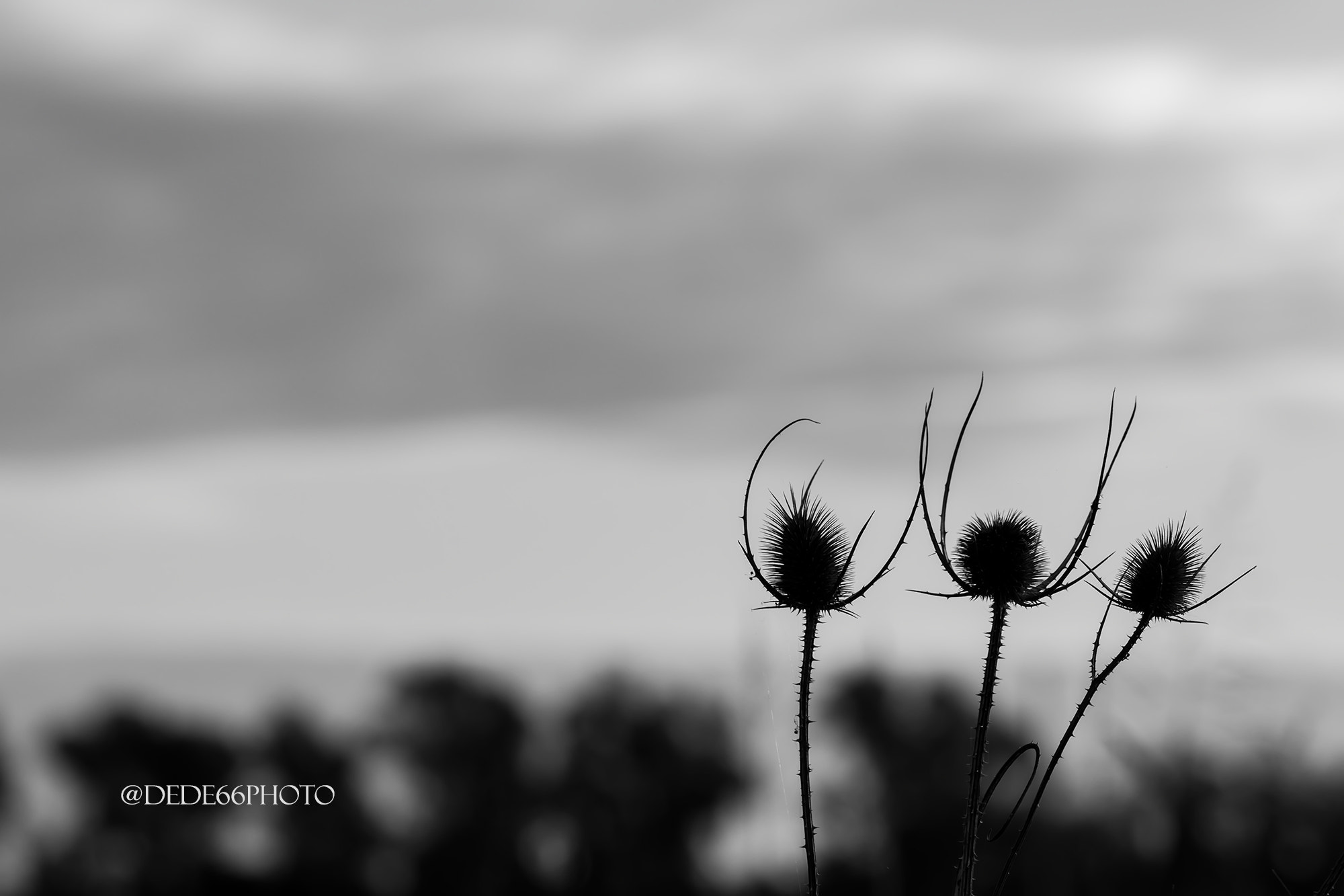 Sigma 105mm F2.8 EX DG OS HSM sample photo. Los tres amigos photography