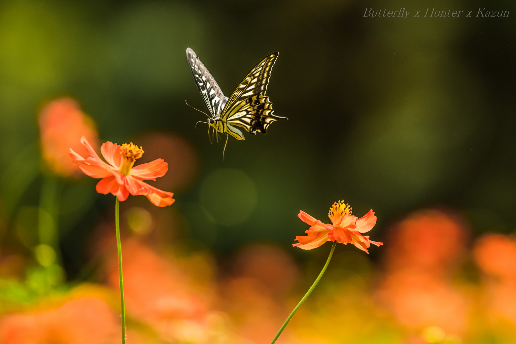 Nikon D810 sample photo. Swallowtail butterfly photography