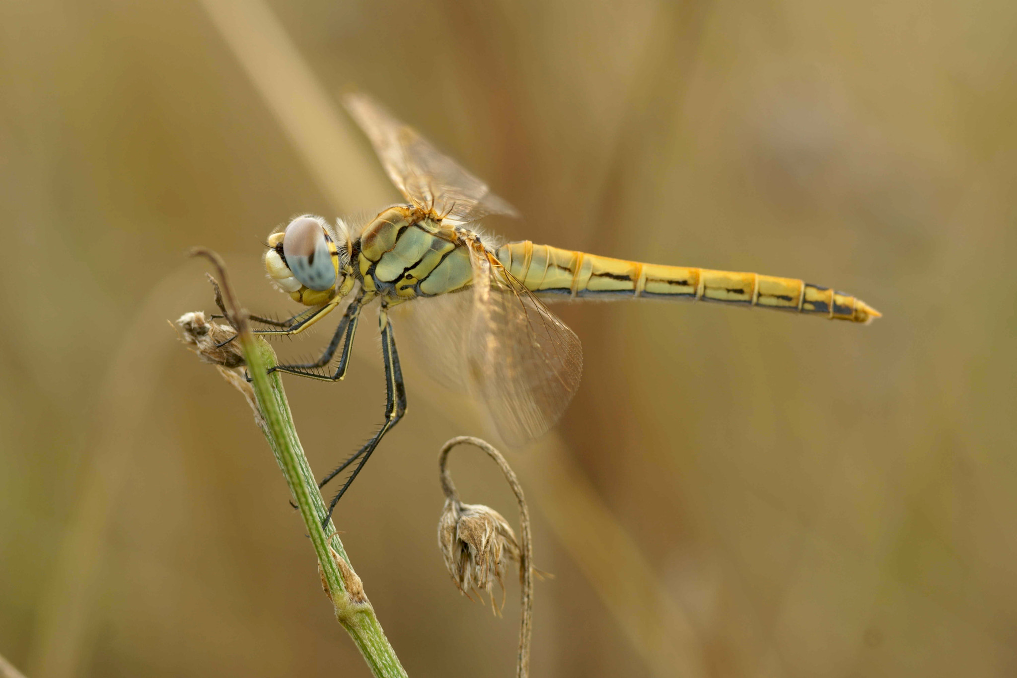 Sony a6000 + Tamron SP AF 90mm F2.8 Di Macro sample photo. Trithemis annulata(iv) photography