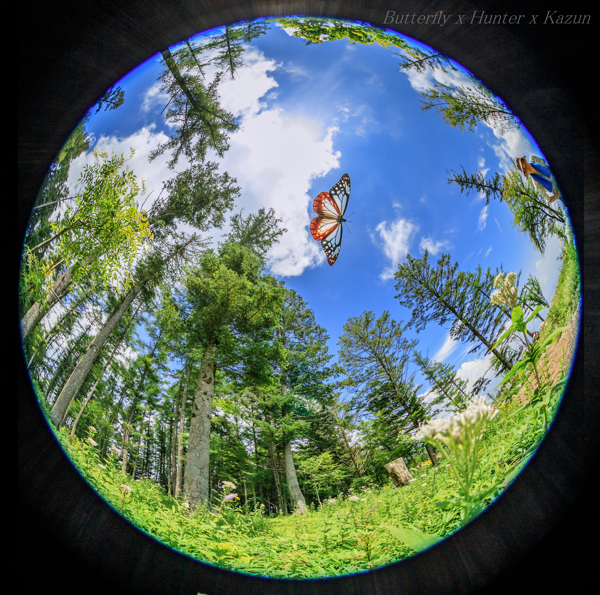Canon EOS-1D X Mark II + Canon EF 8-15mm F4L Fisheye USM sample photo. Chestnut tiger butterfly photography