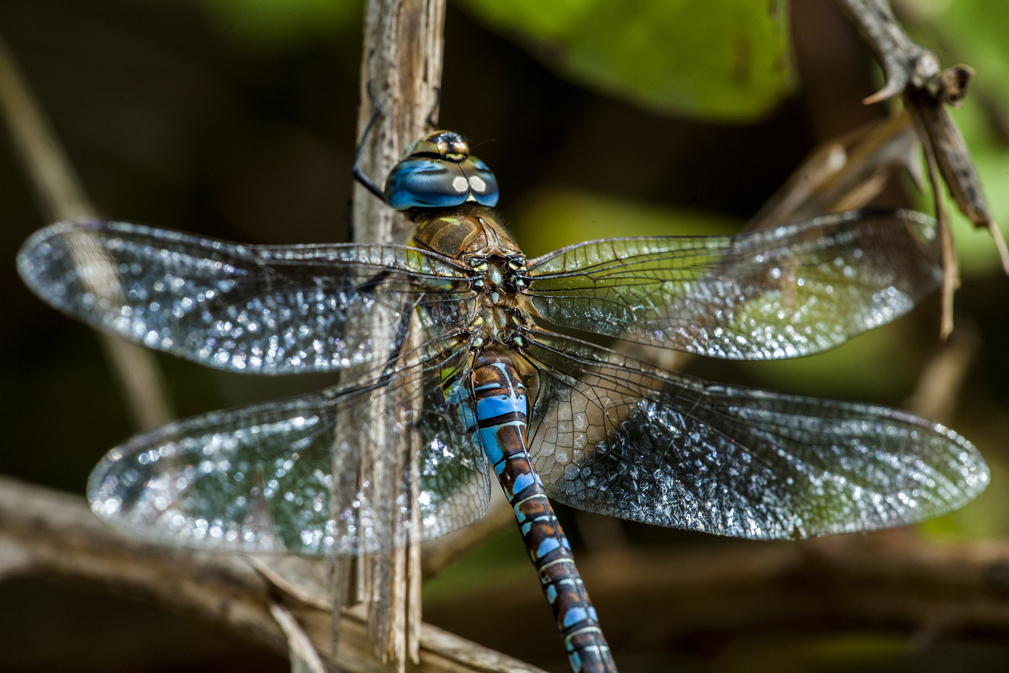 Sigma APO Macro 150mm f/2.8 EX DG HSM sample photo. Big dragonfly photography