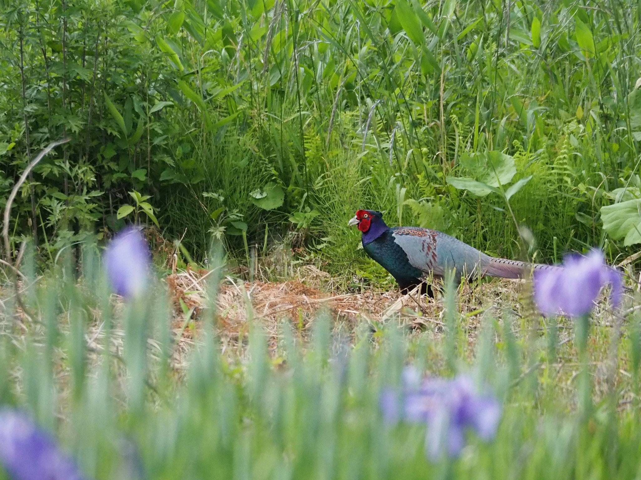 Olympus OM-D E-M5 II sample photo. Japanese green pheasant in the field photography