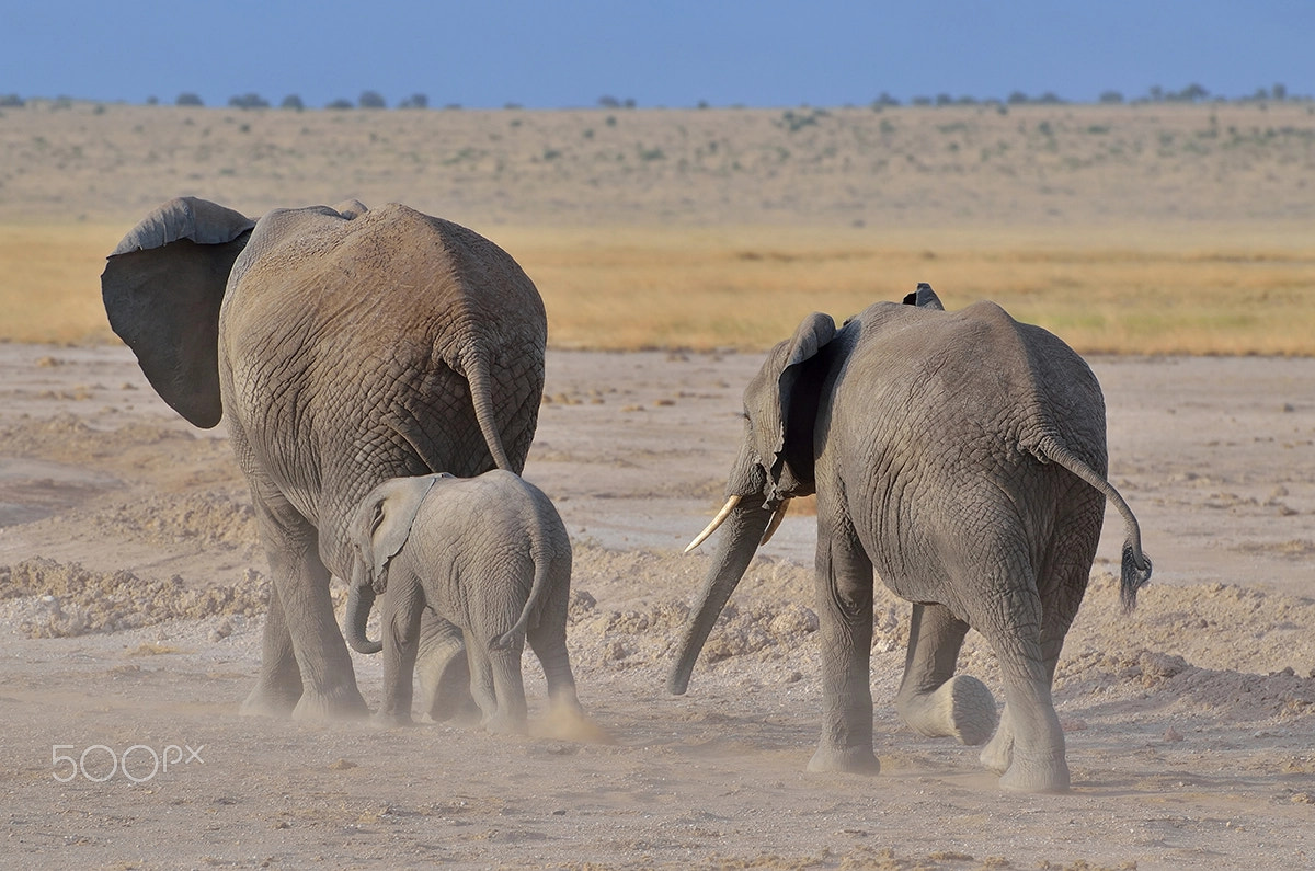 Nikon D5100 sample photo. Elephants - amboseli - kenya photography