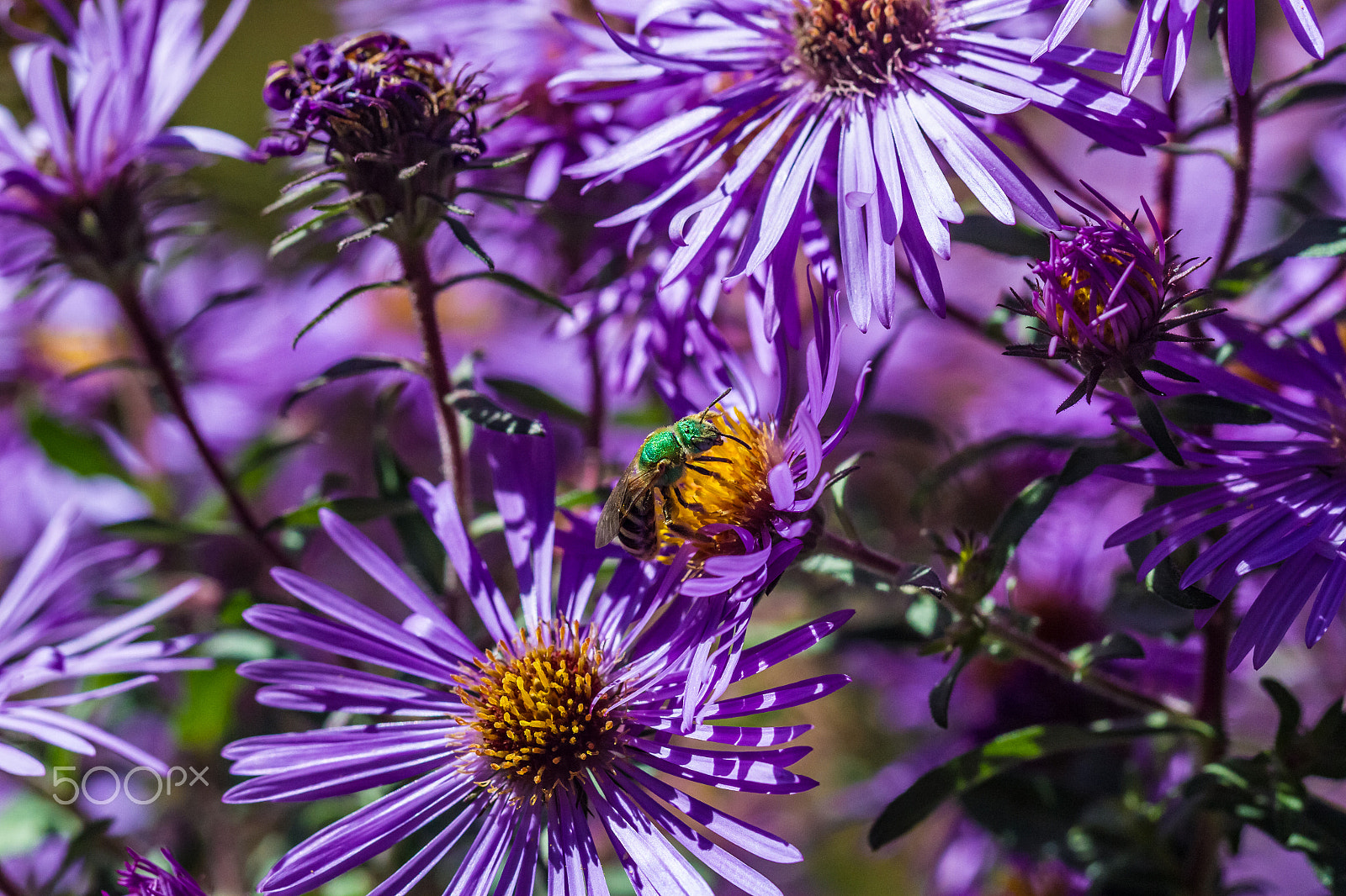 Canon EF 100mm F2.8L Macro IS USM sample photo. Sweat bee photography