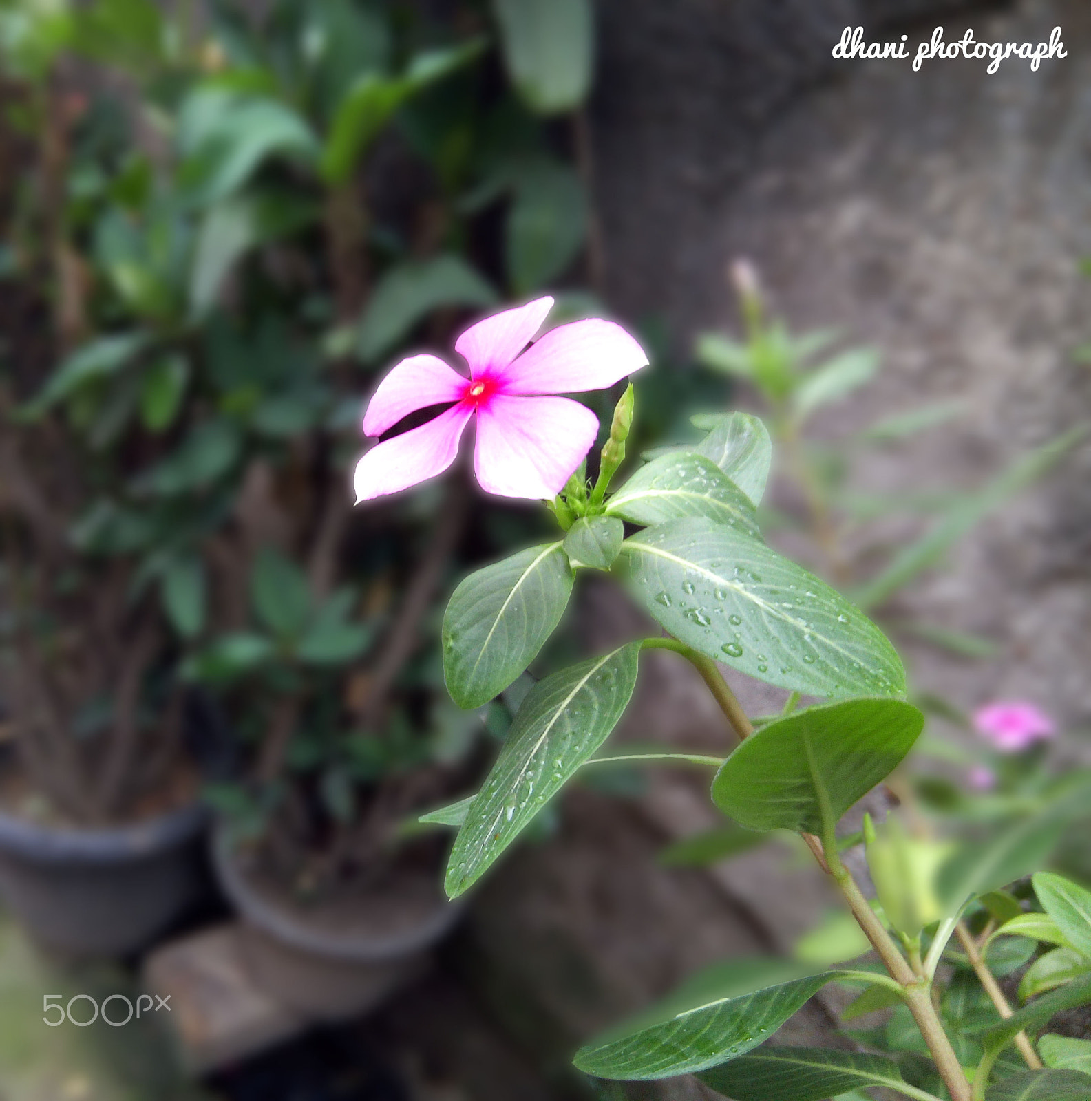 Infinix HOT S sample photo. #flower pink photography