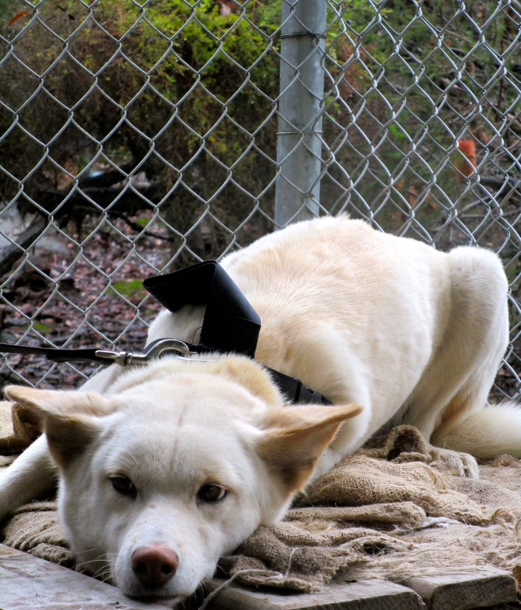Canon PowerShot ELPH 150 IS (IXUS 155 / IXY 140) sample photo. Dingo photography