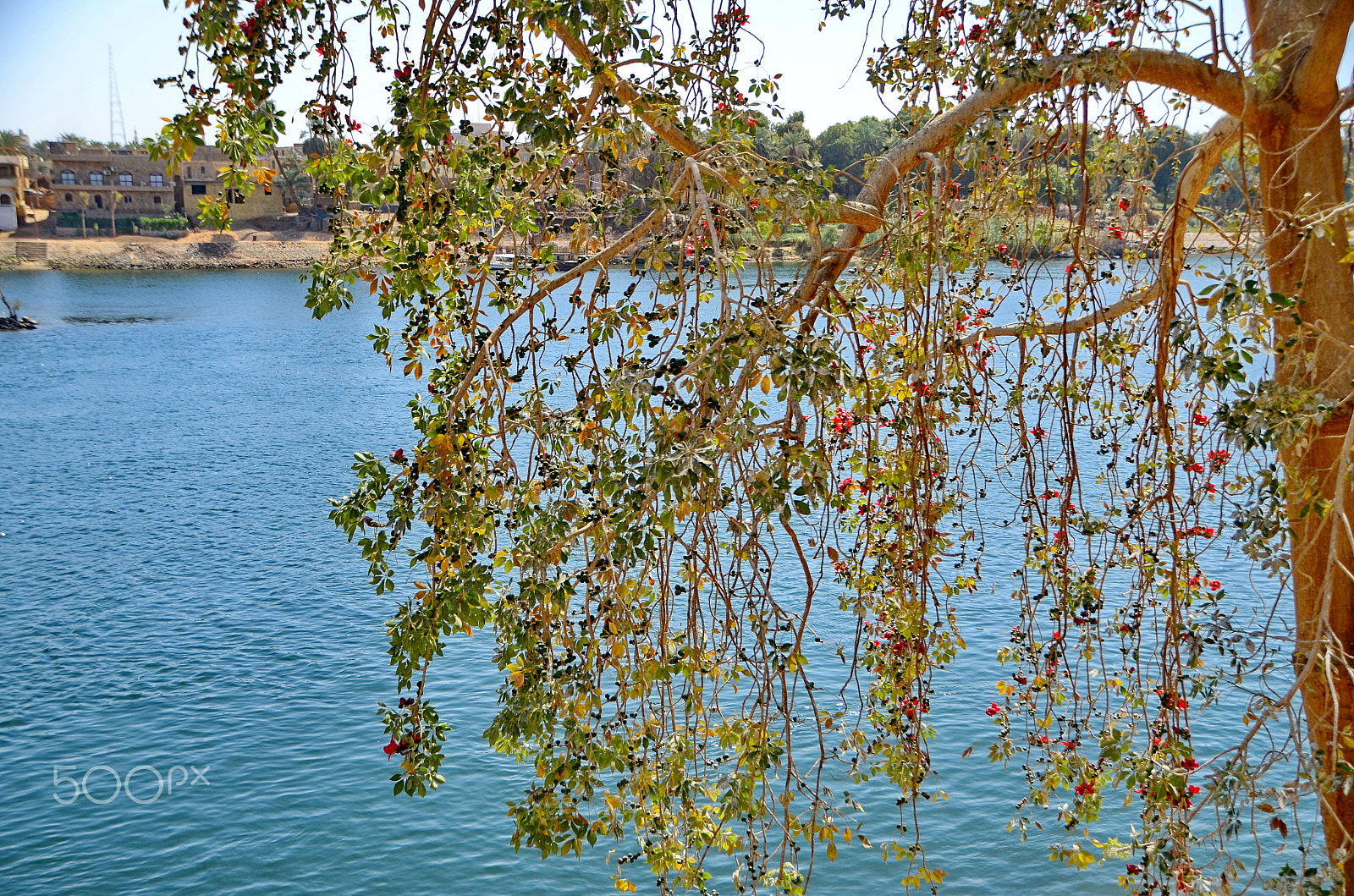 Nikon D7000 sample photo. Nile tree photography