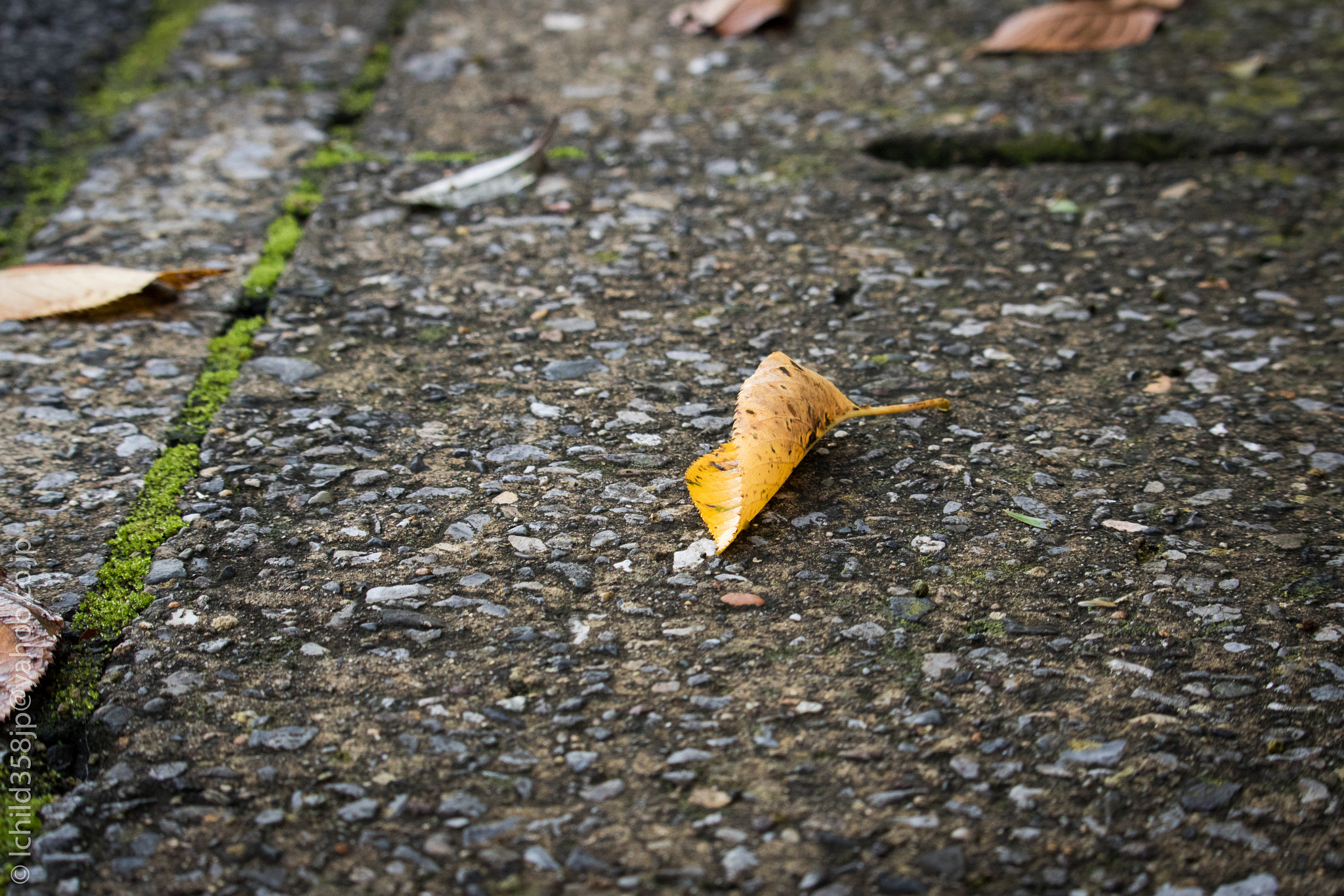 Canon EOS 760D (EOS Rebel T6s / EOS 8000D) + Canon EF-S 55-250mm F4-5.6 IS STM sample photo. Fallen leaf photography