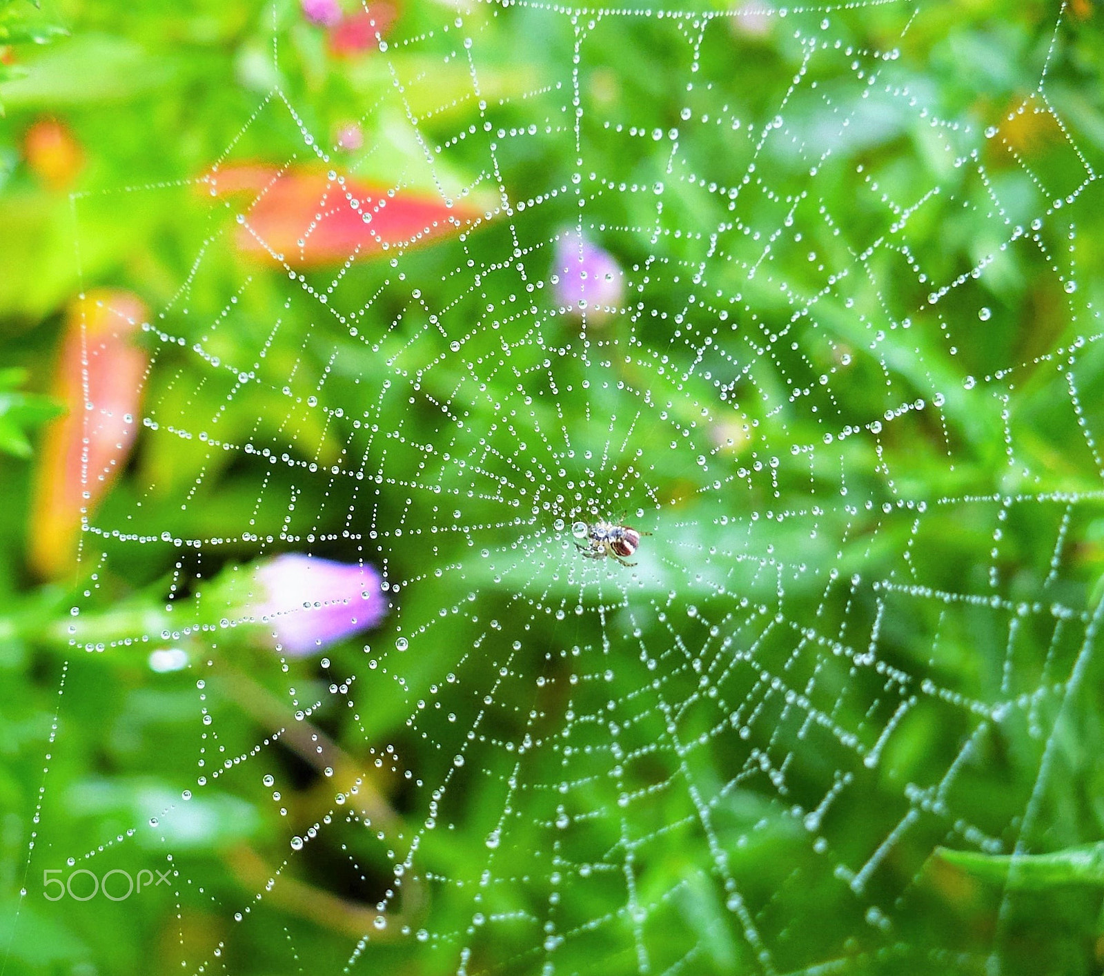 Panasonic DMC-LZ7 sample photo. Web in dew. Паутина в росе. photography