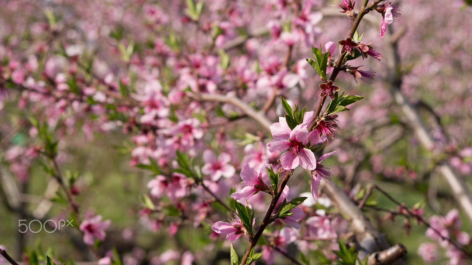 Olympus PEN E-PL6 sample photo. Cherry blossom photography