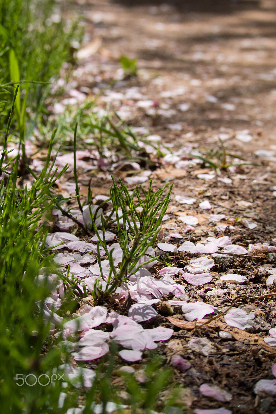 Olympus PEN E-PL6 sample photo. Petals of cherry blossom photography