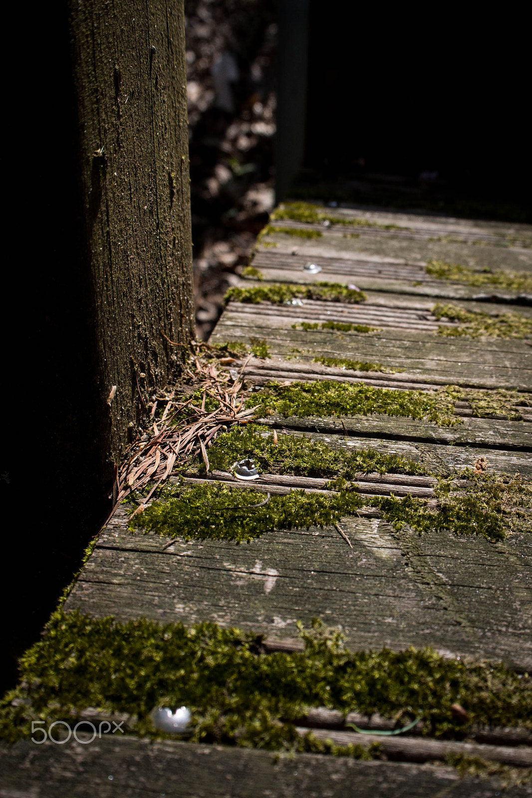 Olympus PEN E-PL6 sample photo. Moss on the wooden stairs photography
