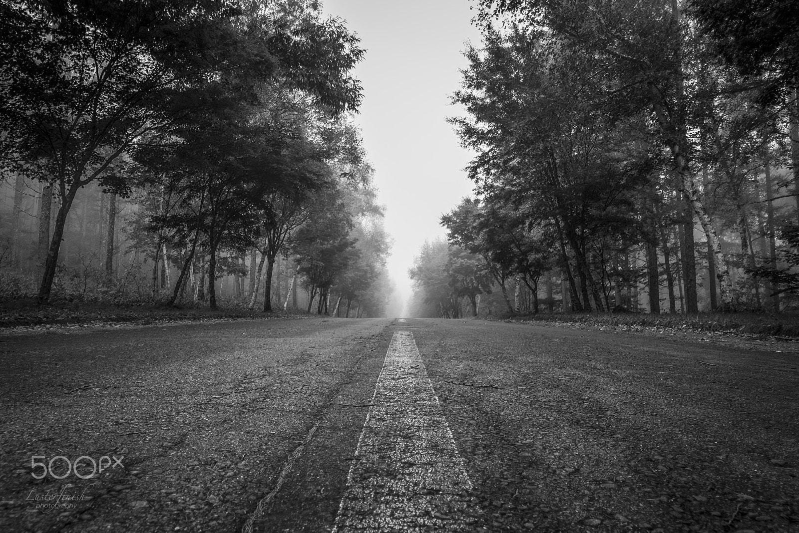 Nikon D810 sample photo. Road to the fog photography