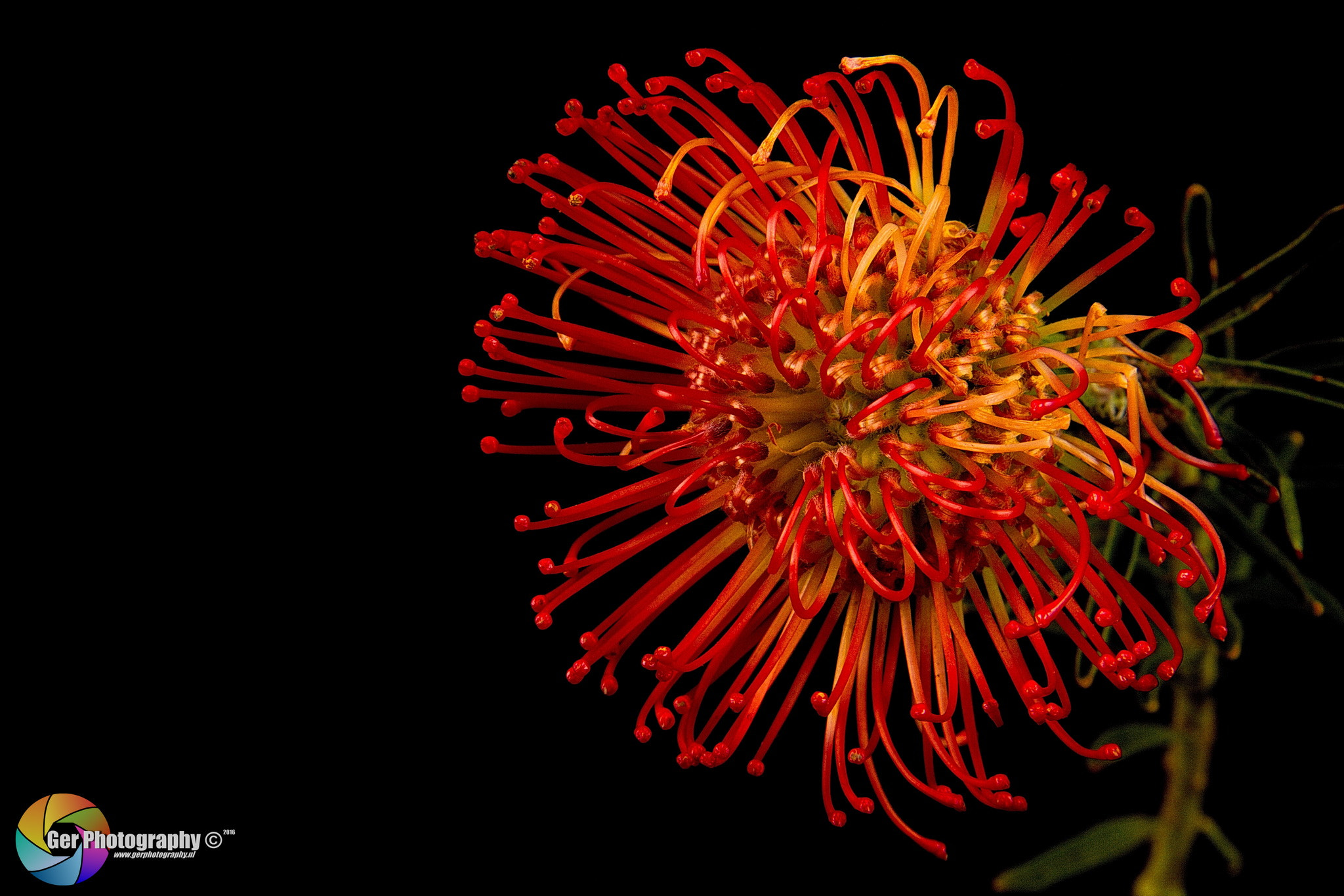 Canon EOS 7D + Tamron AF 28-300mm F3.5-6.3 XR Di LD Aspherical (IF) Macro sample photo. Natural firework photography