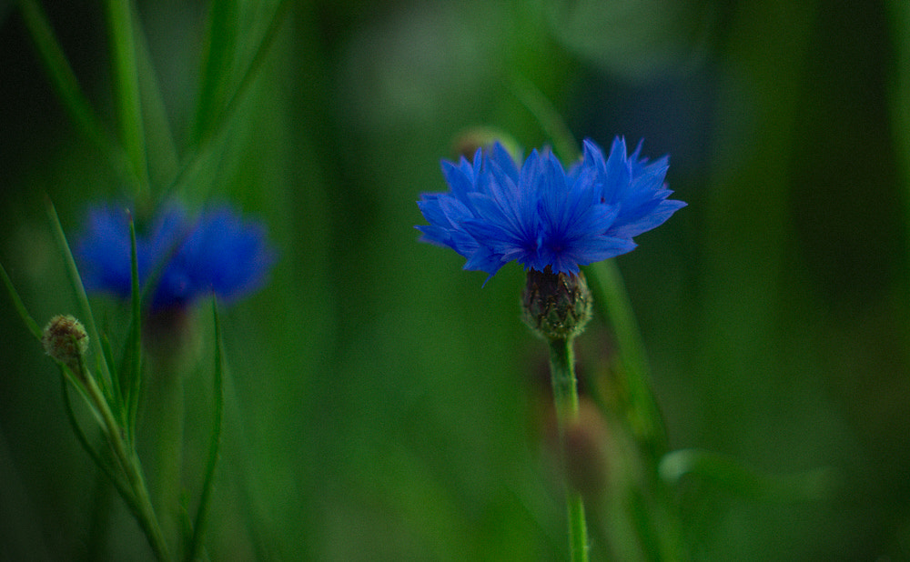 Manual Lens No CPU sample photo. Cornflowers photography