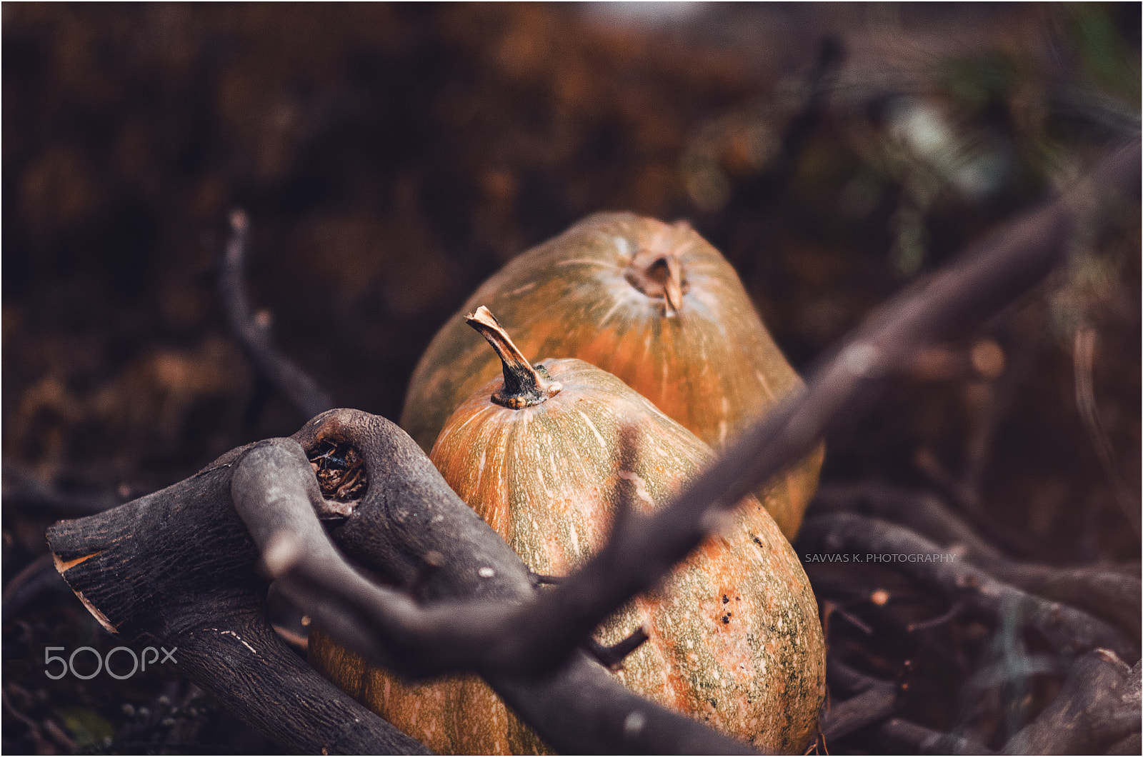 Nikon D7000 sample photo. Pumpkin photography
