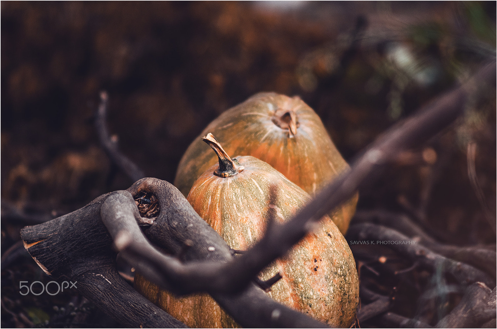 Nikon D7000 + Sigma 85mm F1.4 EX DG HSM sample photo. Pumpkin photography