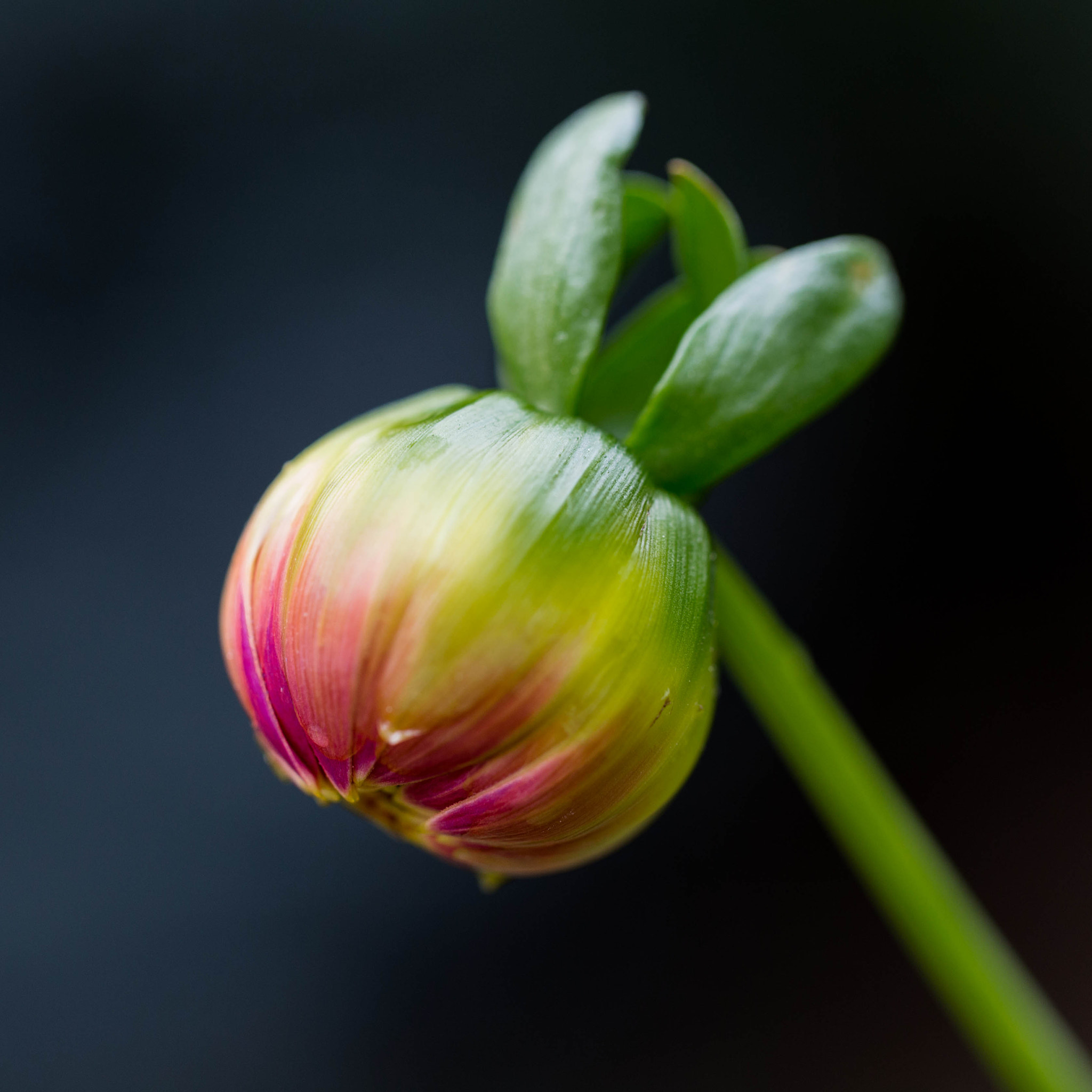 Canon EF 100mm F2.8L Macro IS USM sample photo. Untitled photography