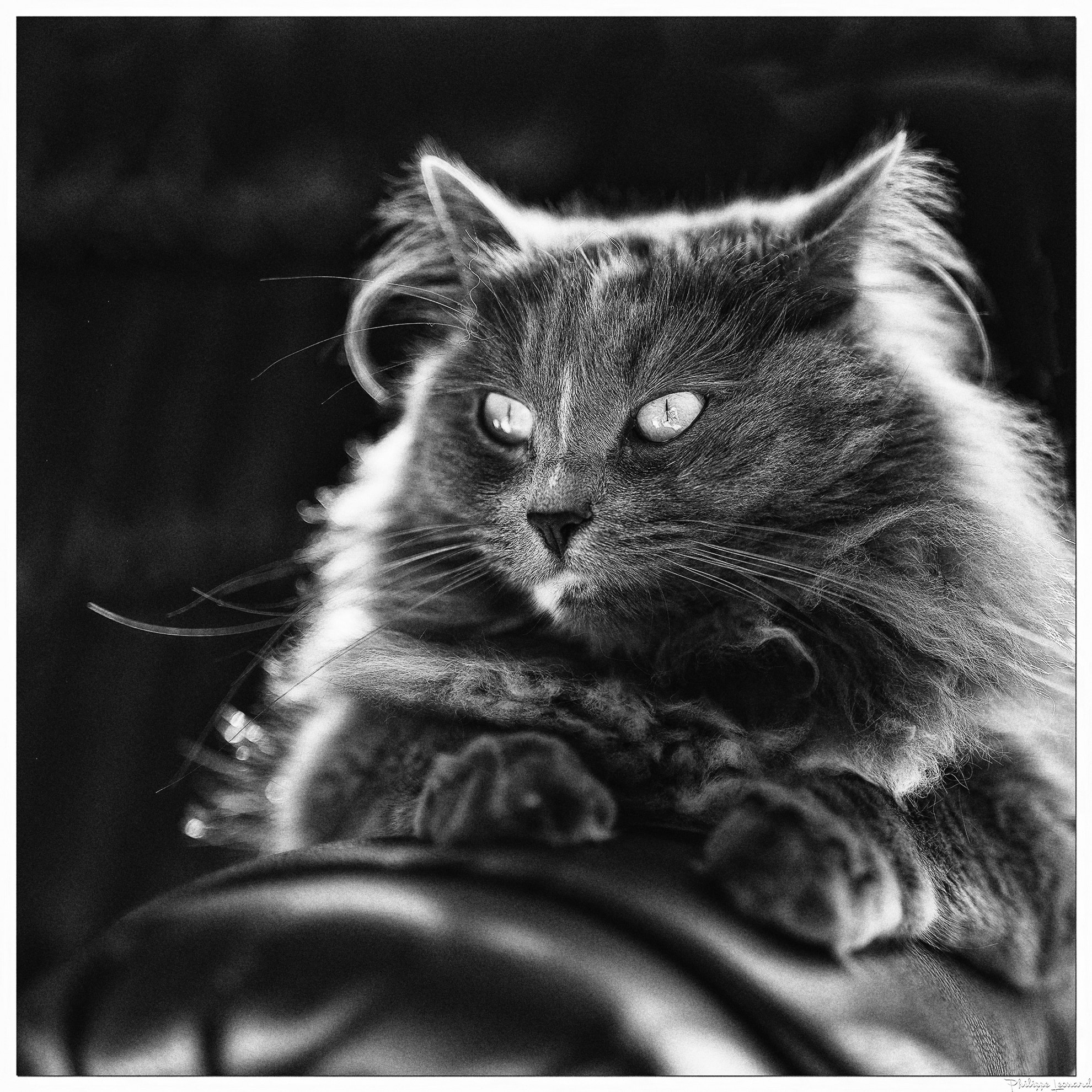 Nikon D600 + Sigma 50mm F1.4 DG HSM Art sample photo. Venus  |  maine coon photography