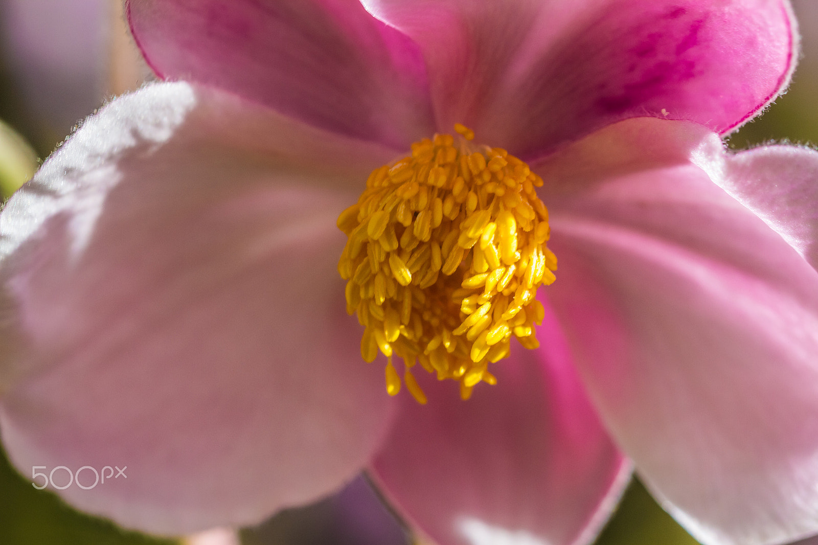Canon EF 100mm F2.8L Macro IS USM sample photo. Anemone photography