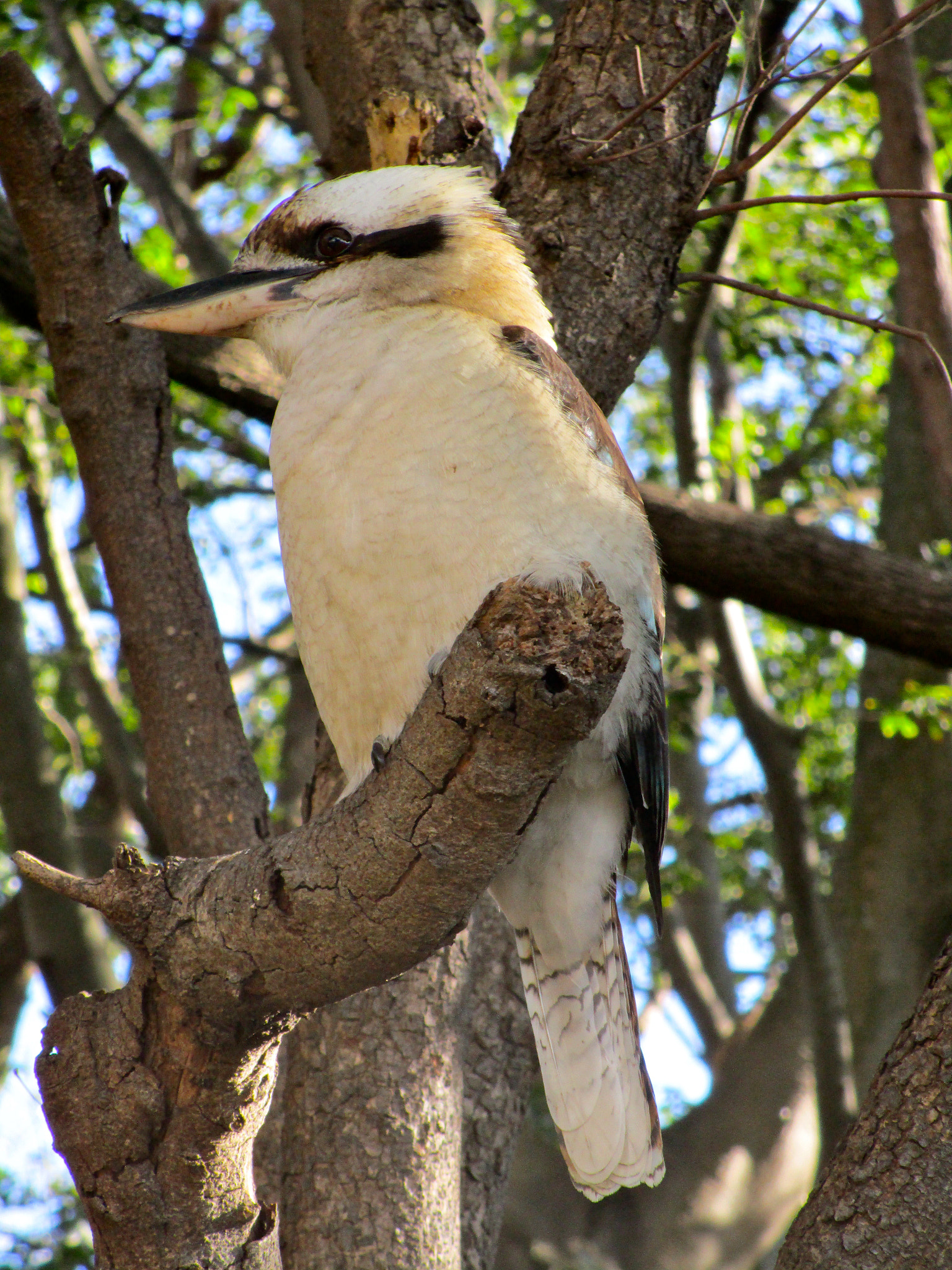 Canon PowerShot ELPH 150 IS (IXUS 155 / IXY 140) sample photo. Kookaburra photography