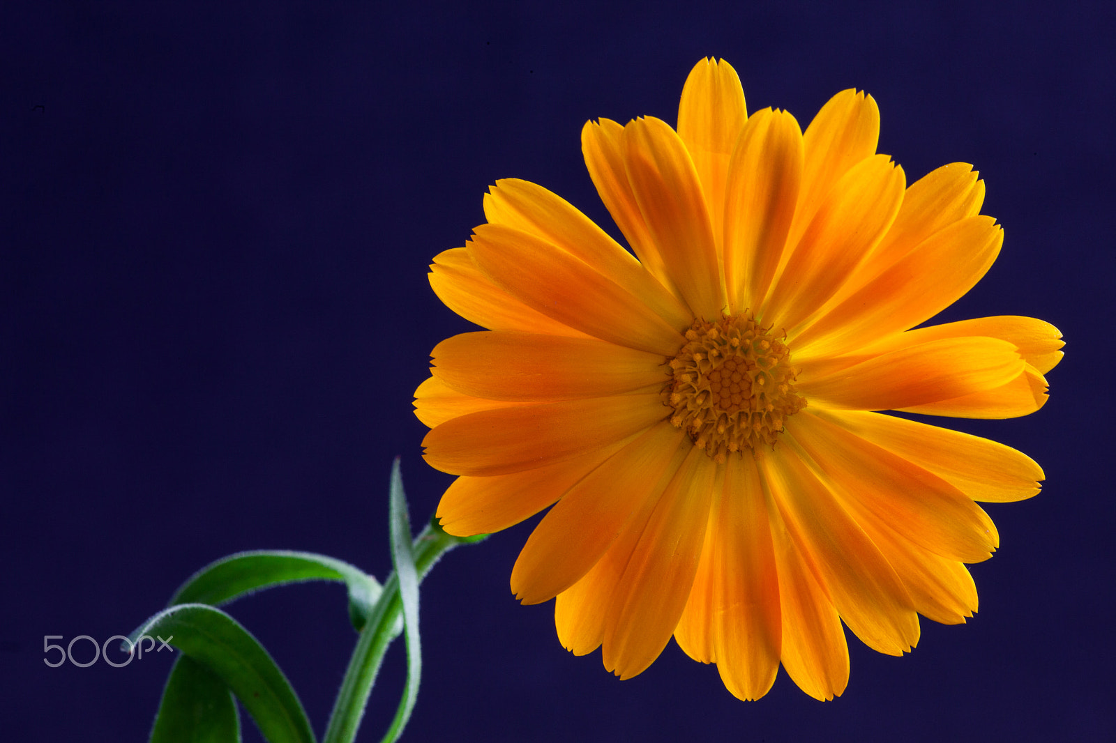 Canon EF 180mm F3.5L Macro USM sample photo. Flower photography