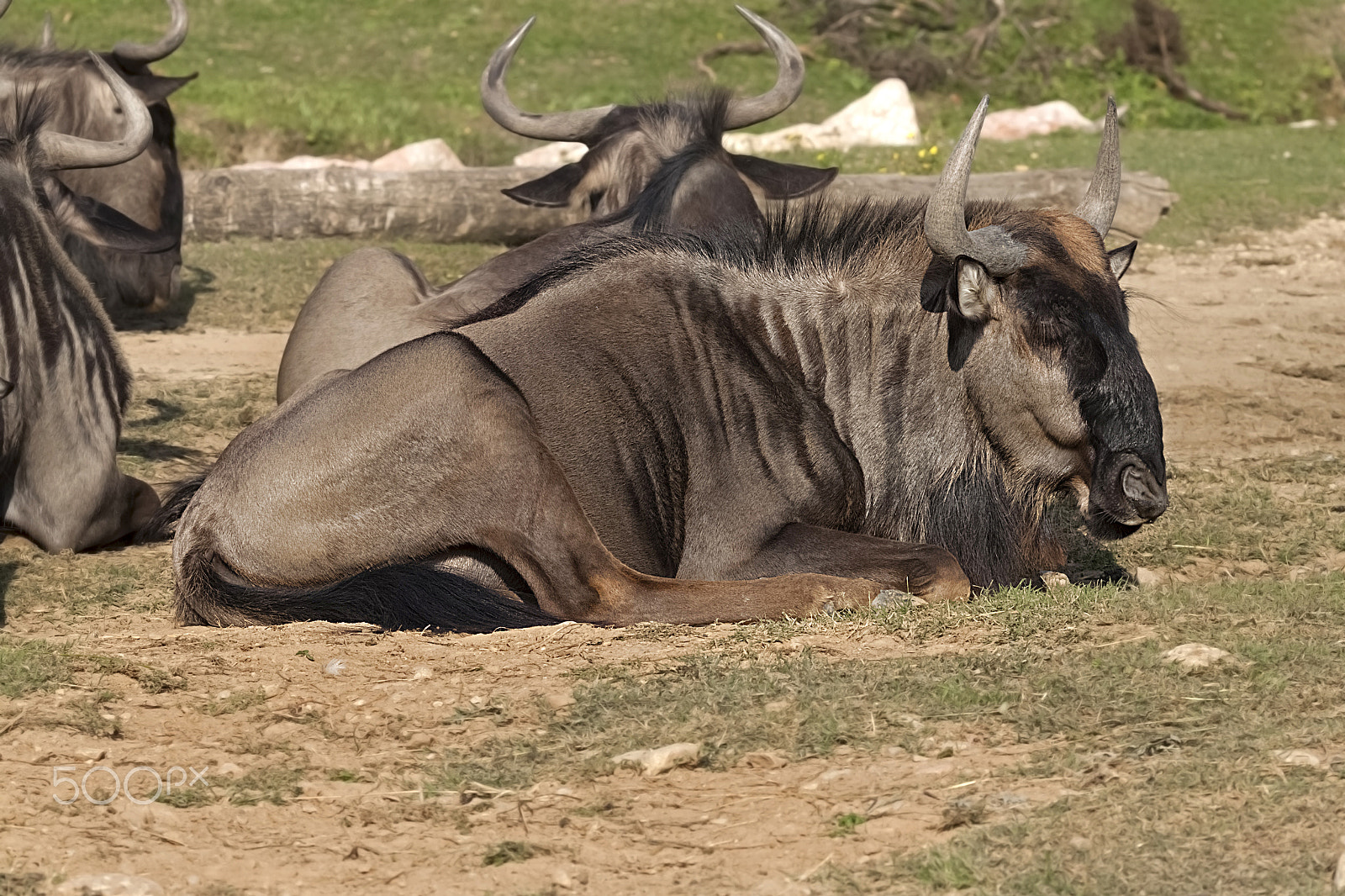 Canon EOS 500D (EOS Rebel T1i / EOS Kiss X3) sample photo. Wildebeest photography