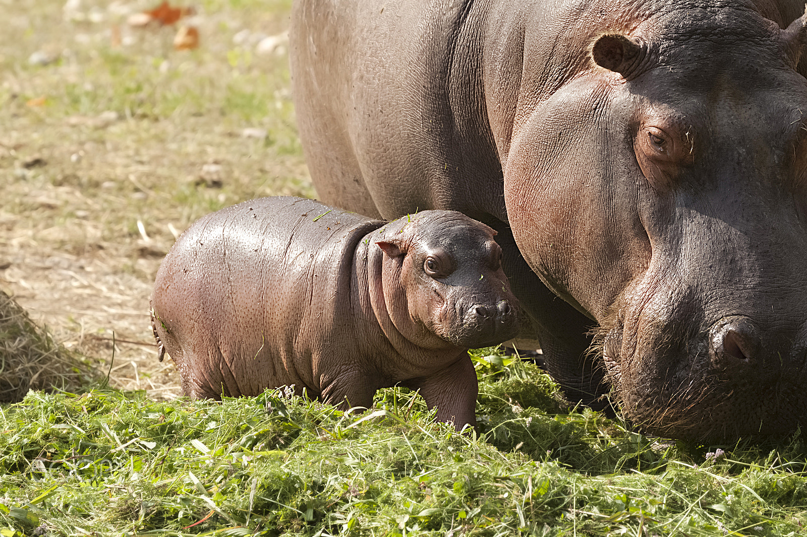 Canon EOS 500D (EOS Rebel T1i / EOS Kiss X3) sample photo. Baby hippo photography