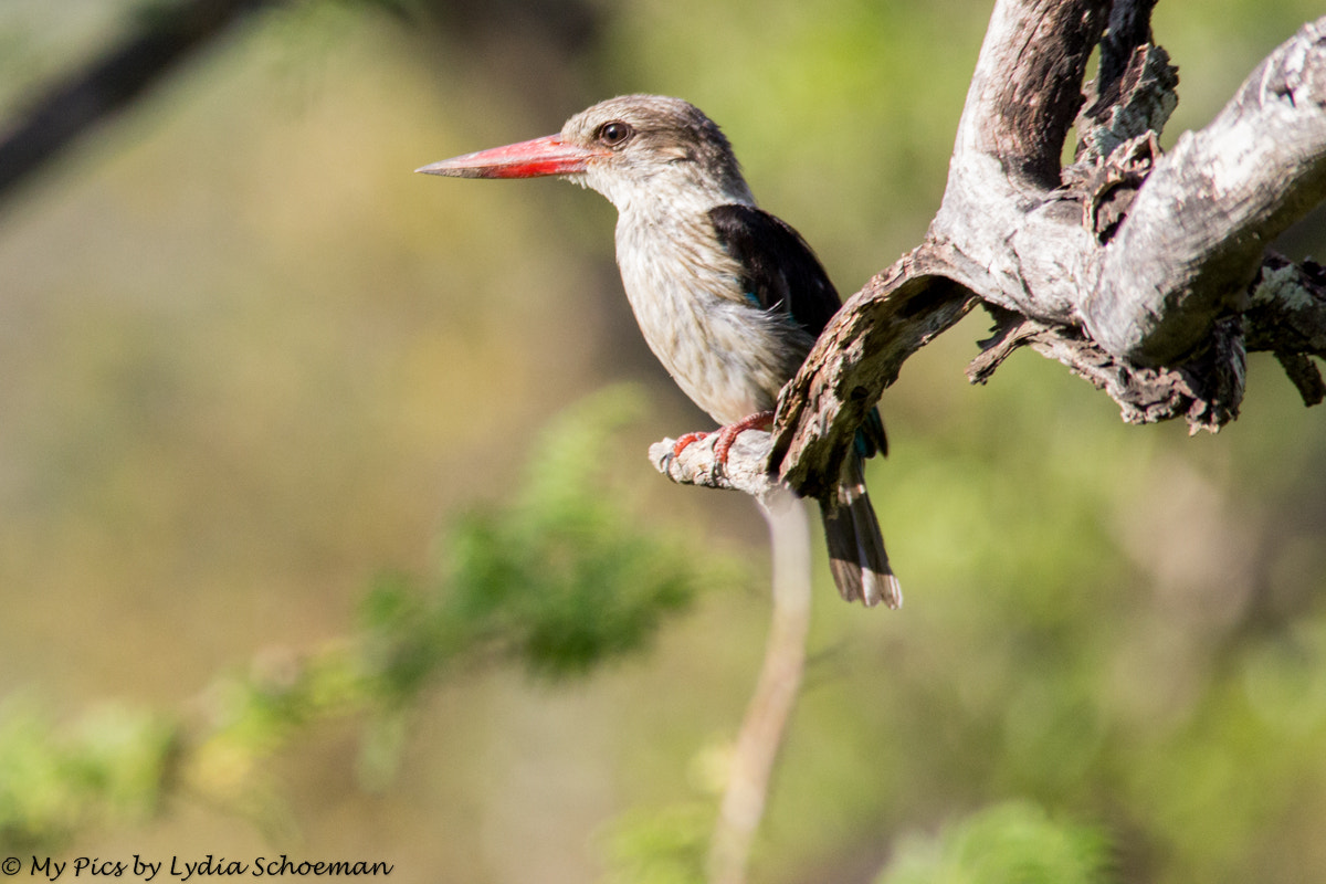 Canon EOS 600D (Rebel EOS T3i / EOS Kiss X5) sample photo. Brown hooded kingfisher photography