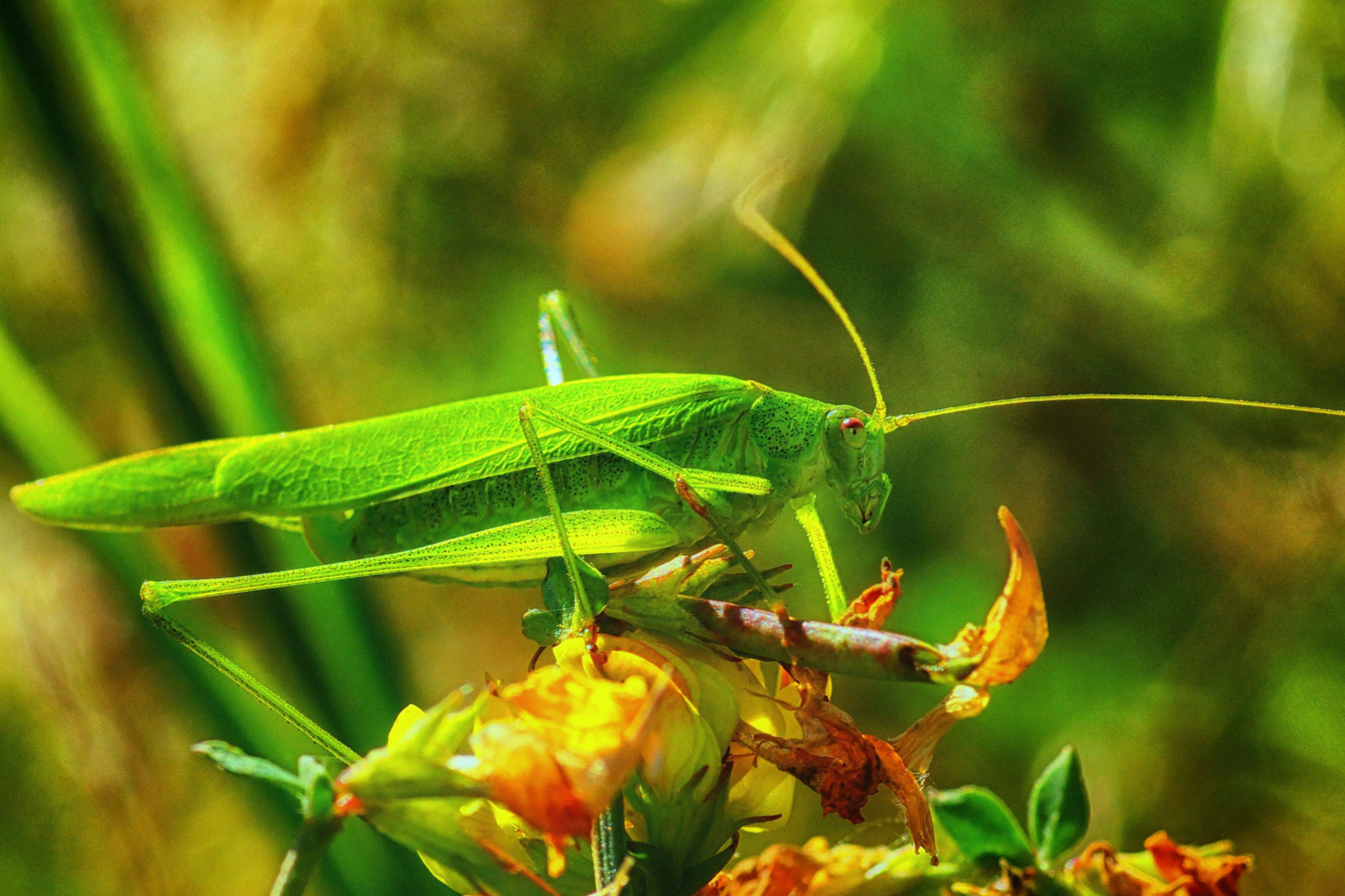 Sony SLT-A77 + Minolta AF 100mm F2.8 Macro [New] sample photo. Tettigonia viridissima photography